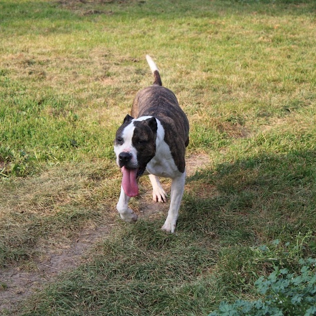 Enlarge CLEO, a Adoptable mixed breed in Parry Sound, ON image 3/6