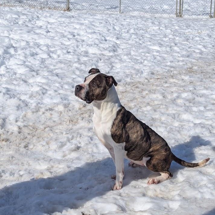 Enlarge CLEO, a Adoptable mixed breed in Parry Sound, ON image 4/6