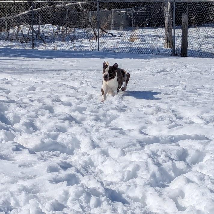 Enlarge CLEO, a Adoptable mixed breed in Parry Sound, ON image 5/6