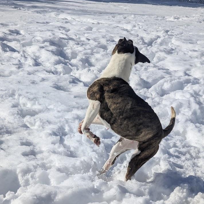 Enlarge CLEO, a Adoptable mixed breed in Parry Sound, ON image 6/6