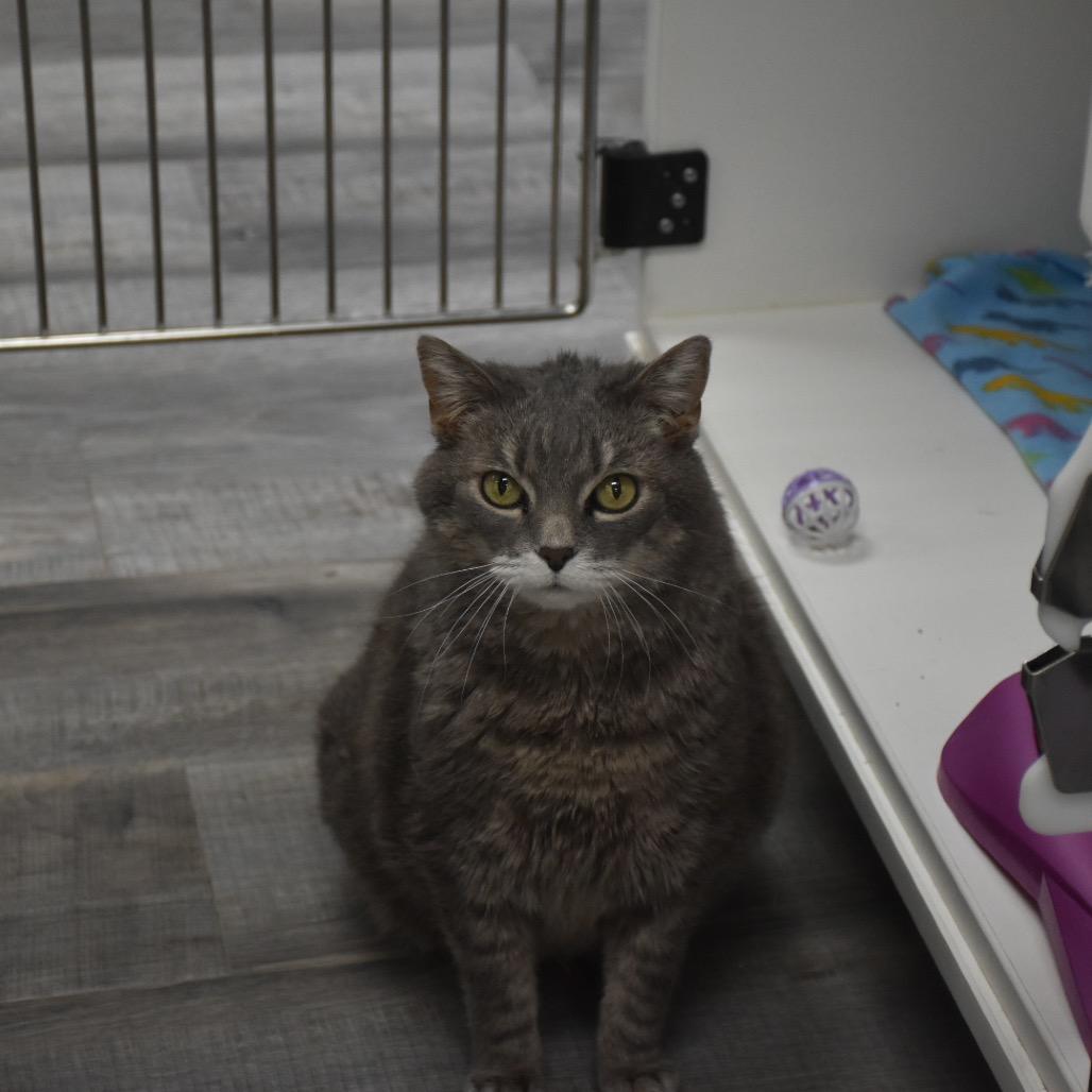 Enlarge Shay, a Adoptable Domestic Medium Hair in Crookston, MN image 2/4