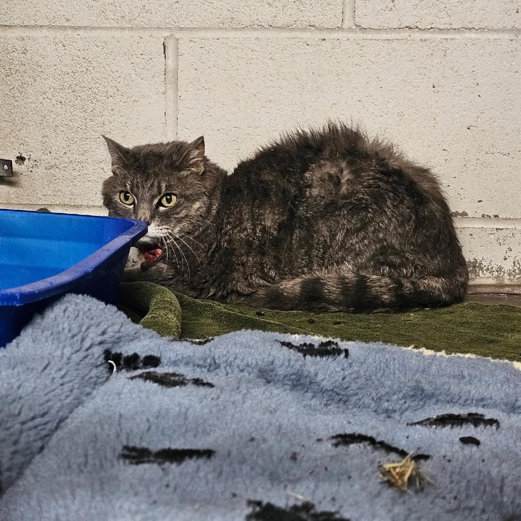 Shay, a Adoptable Domestic Medium Hair in Crookston, MN image 1/2