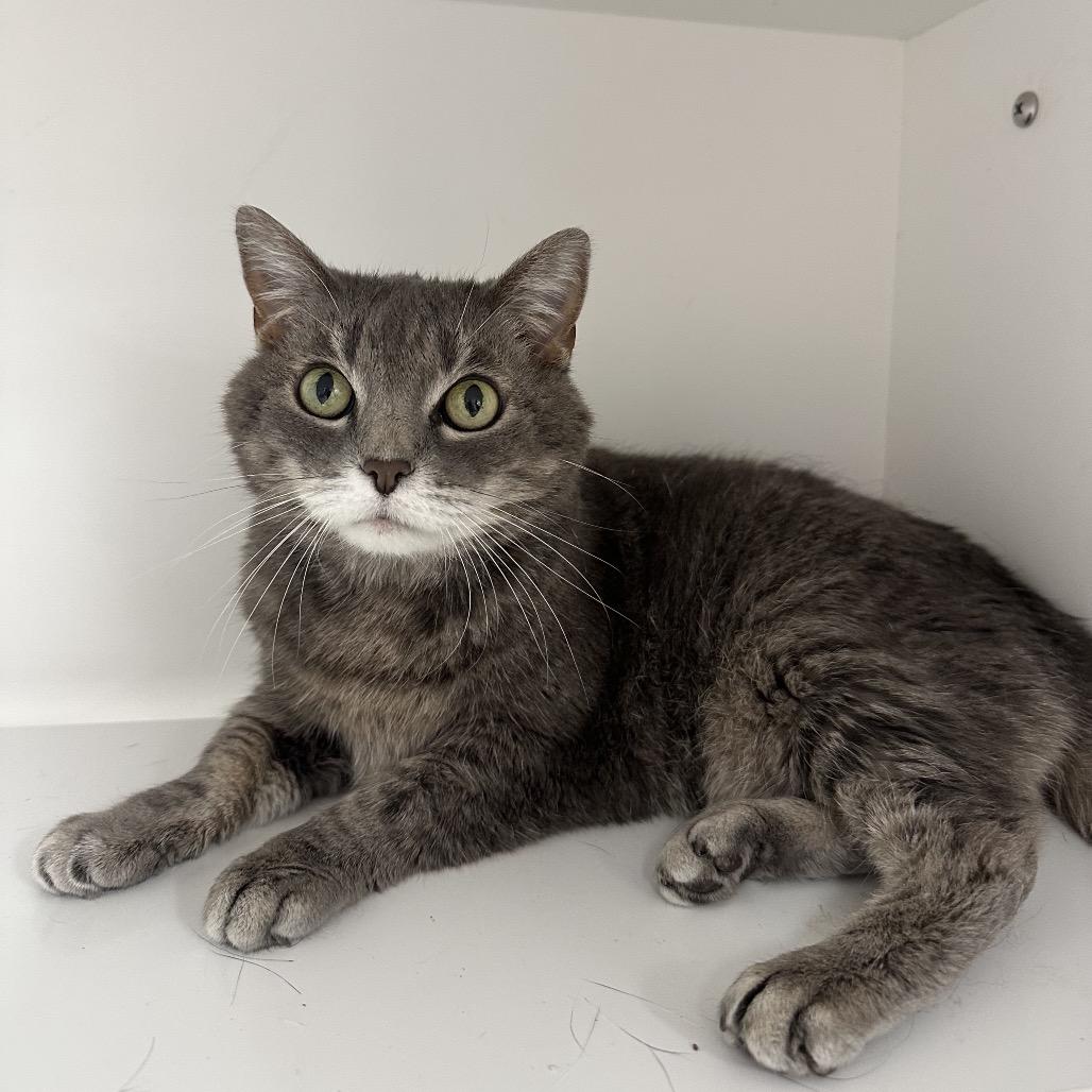 Shay, a Adoptable Domestic Medium Hair in Crookston, MN image 2/2