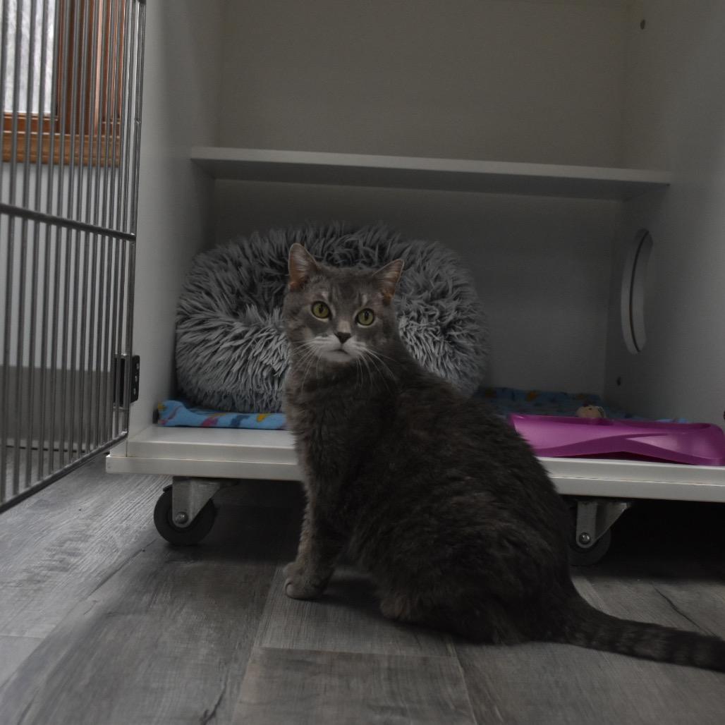 Enlarge Shay, a Adoptable Domestic Medium Hair in Crookston, MN image 3/4