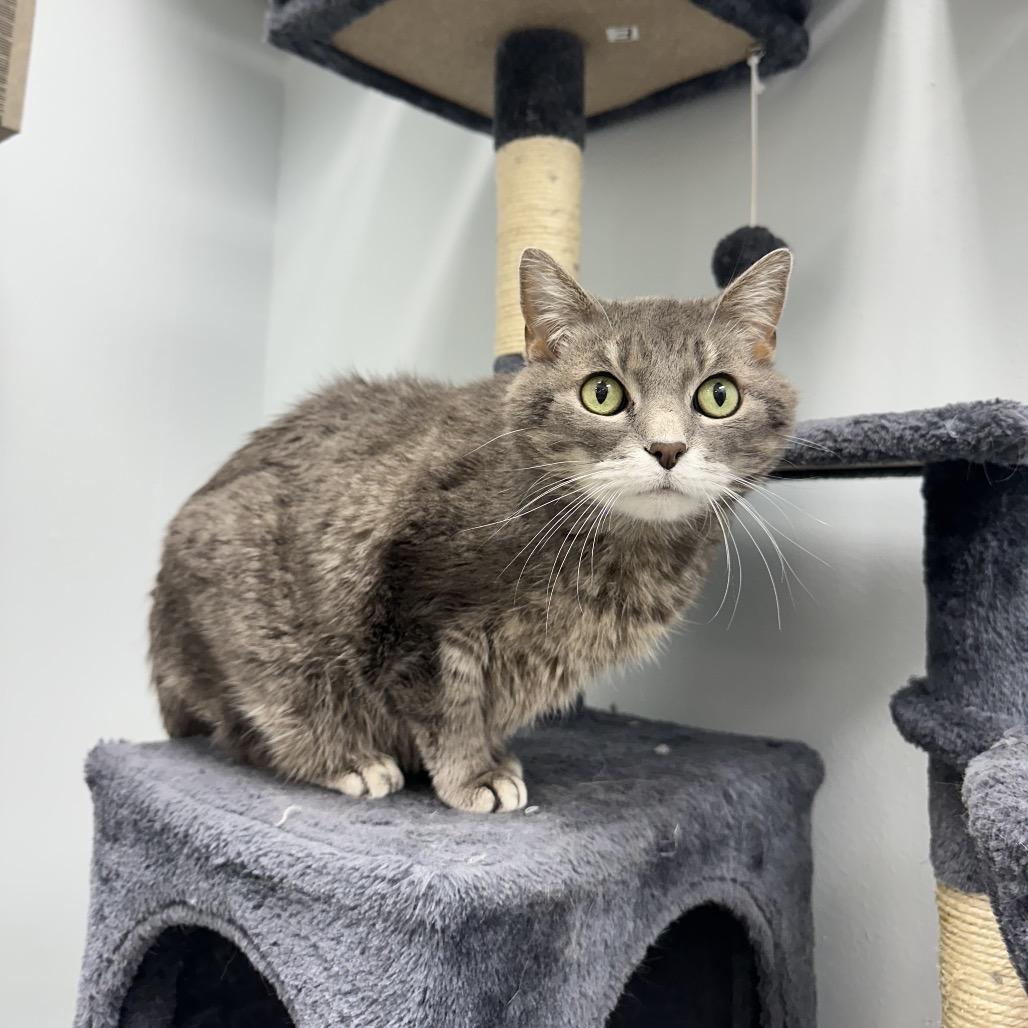 Enlarge Shay, a Adoptable Domestic Medium Hair in Crookston, MN image 4/4