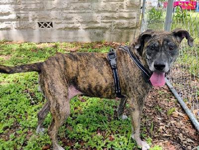 SASHA-JJ (, a Adoptable Mountain Cur in PORTLAND , TX image 1/4