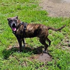 SASHA-JJ (, a Adoptable Mountain Cur in PORTLAND , TX image 2/4