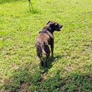 SASHA-JJ (, a Adoptable Mountain Cur in PORTLAND , TX image 3/4