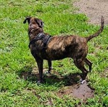 SASHA-JJ (, a Adoptable Mountain Cur in PORTLAND , TX image 4/4