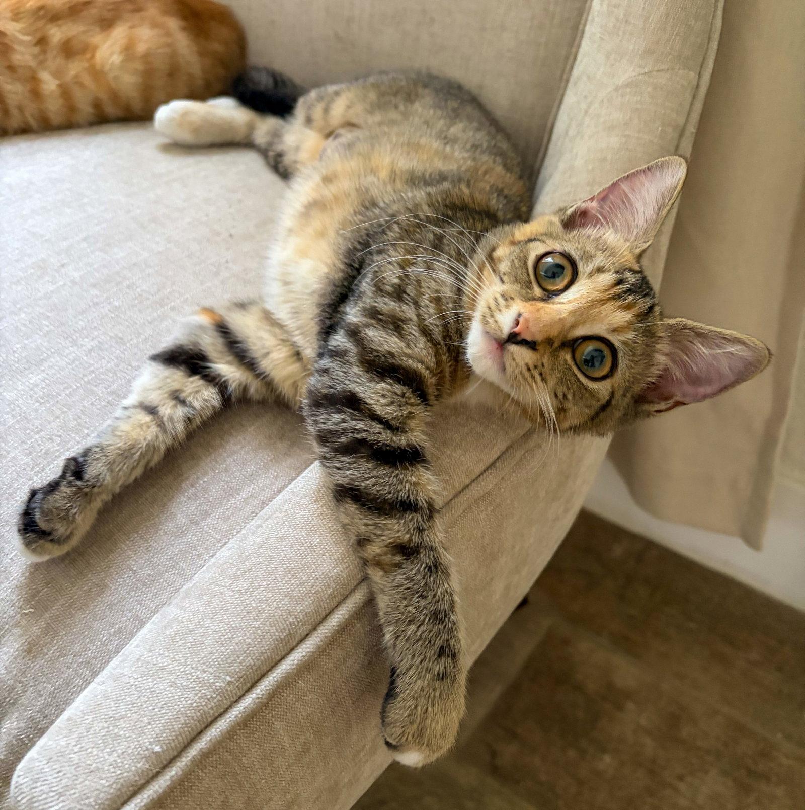 Ginny Weasley, Adoptable, Kitten Female Calico & Tabby.