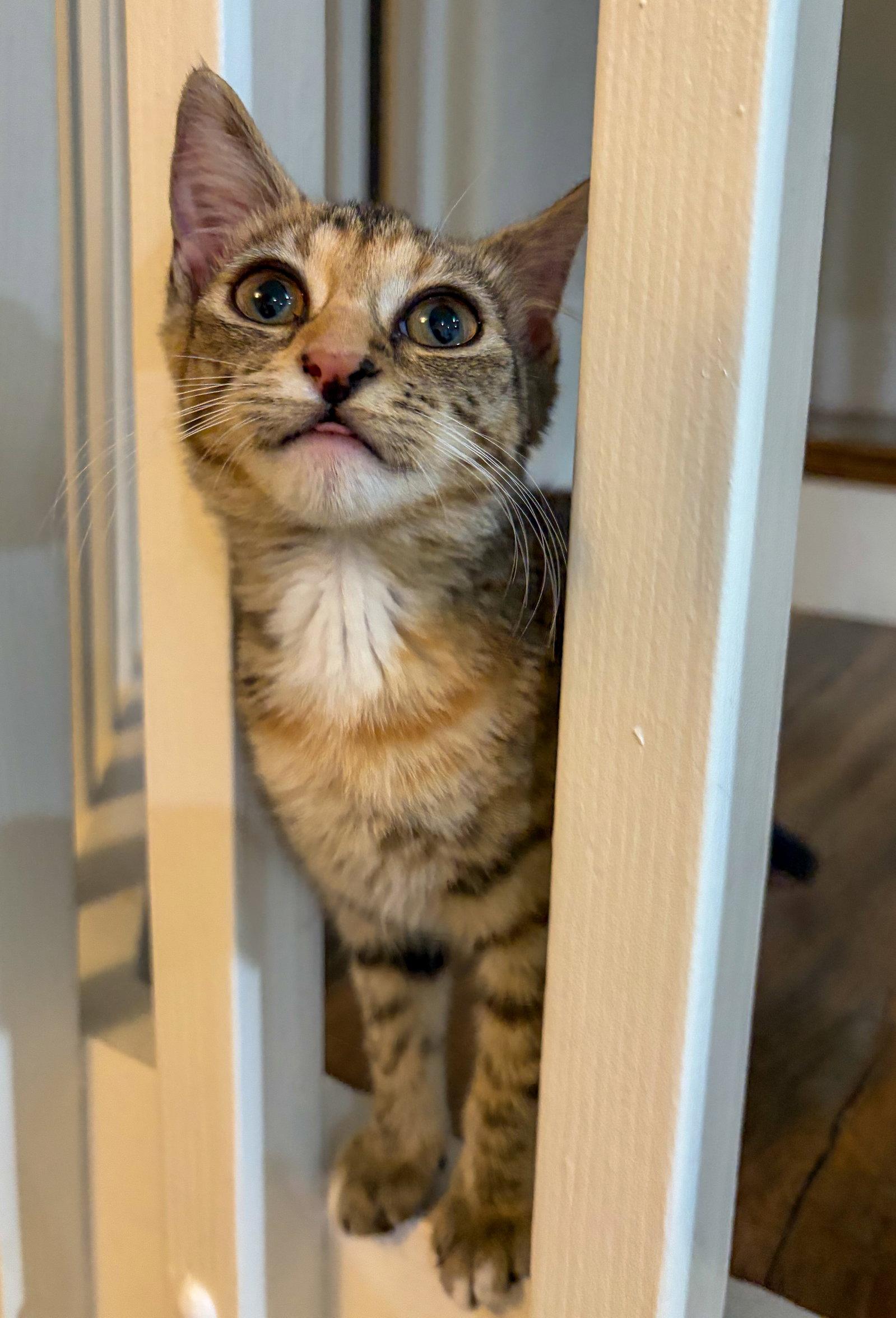 Ginny Weasley, a Adoptable mixed breed in Lighthouse Point, FL image 2/3