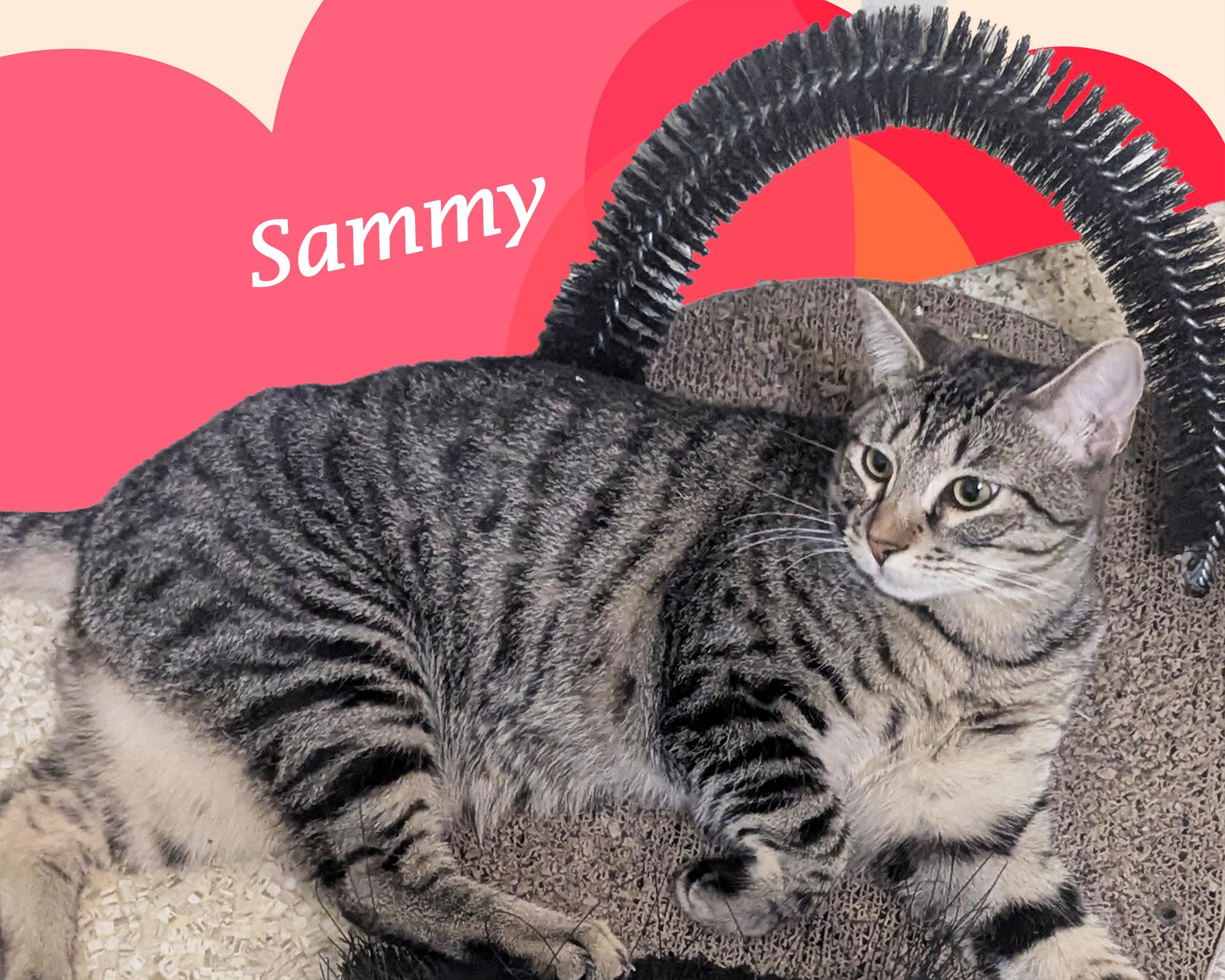 SAMMY