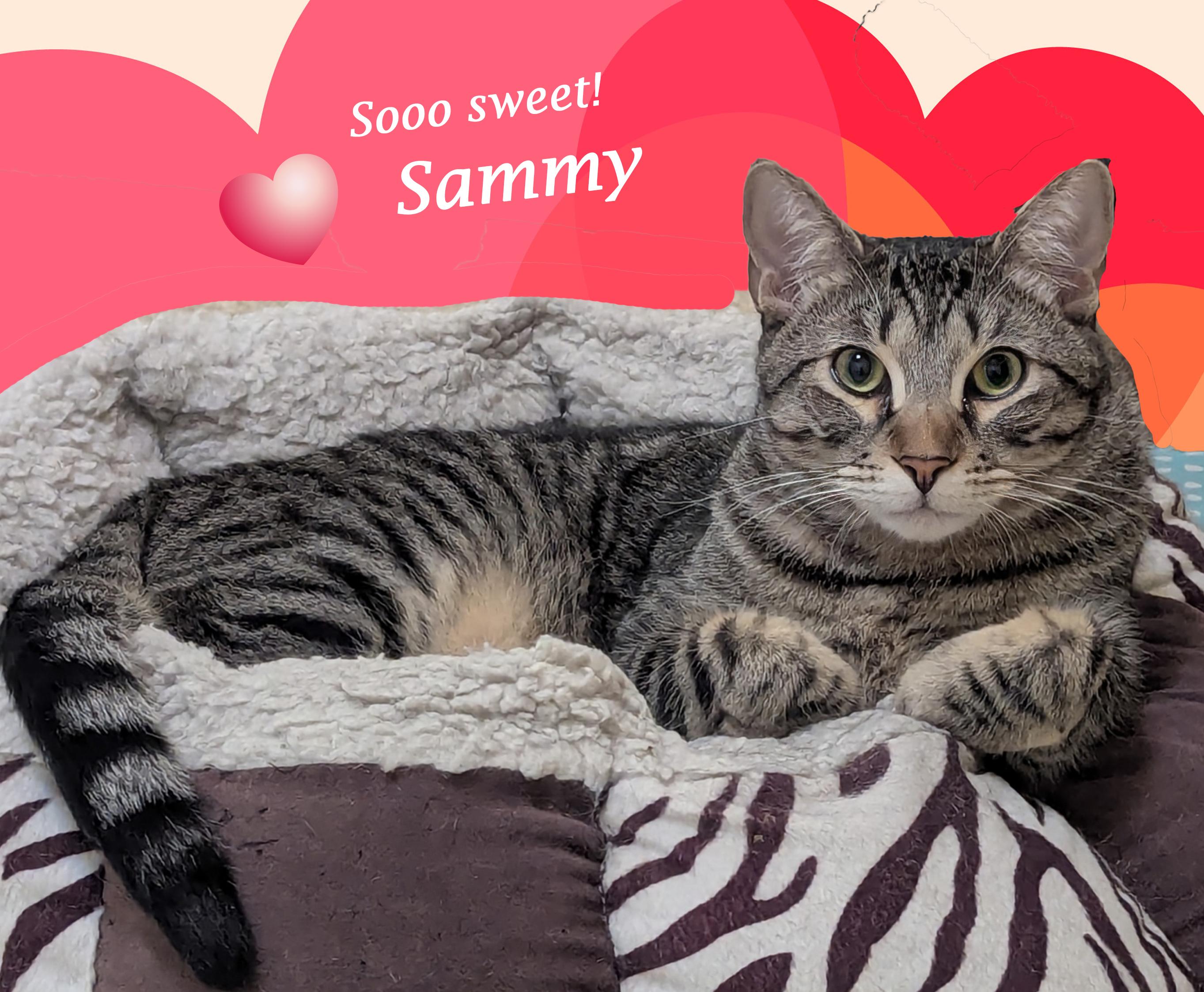 Enlarge SAMMY, a Adoptable mixed breed in Monrovia, CA image 5/6