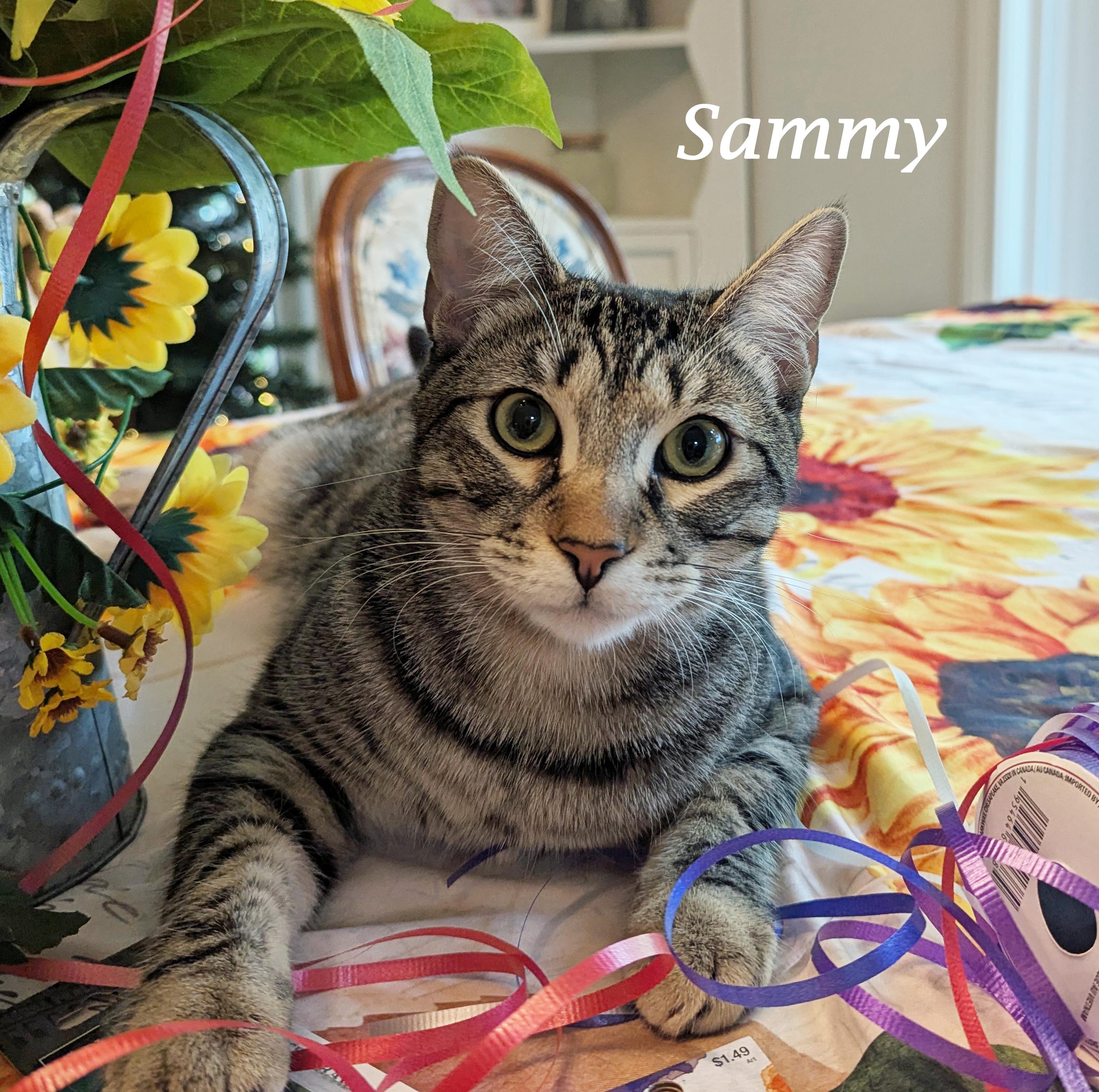 Enlarge SAMMY, a Adoptable mixed breed in Monrovia, CA image 4/6