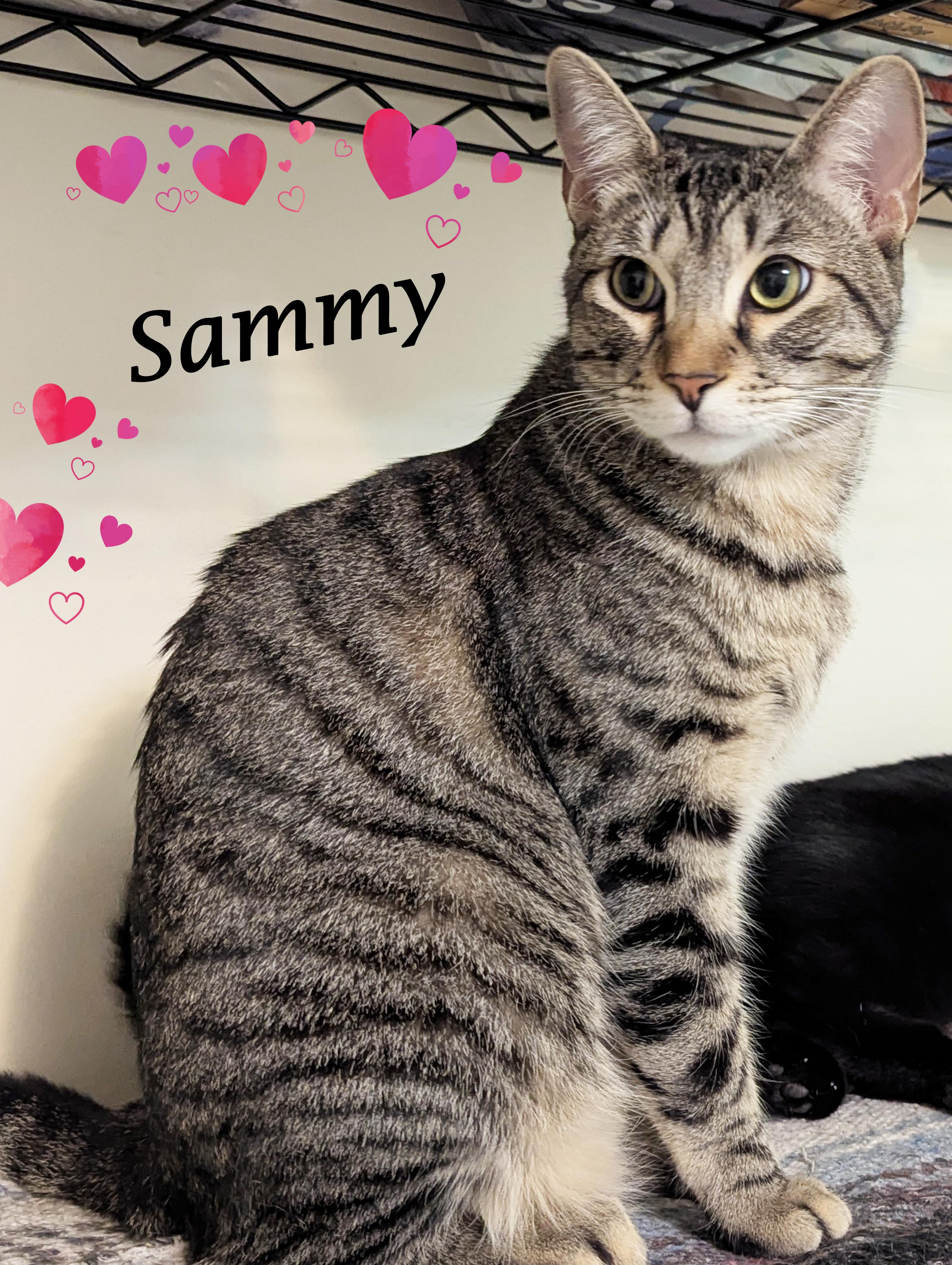 SAMMY