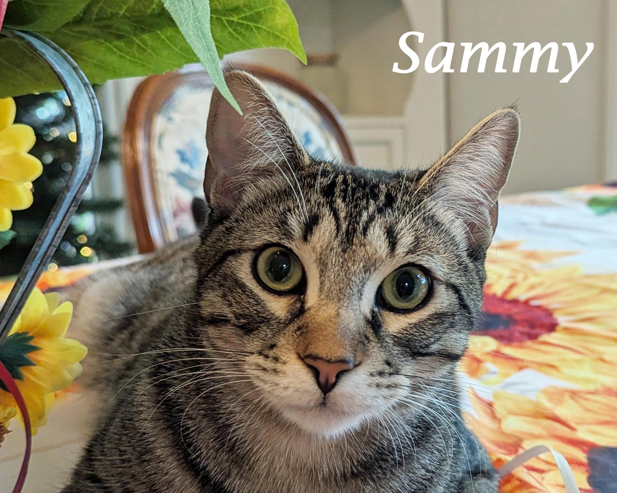 SAMMY