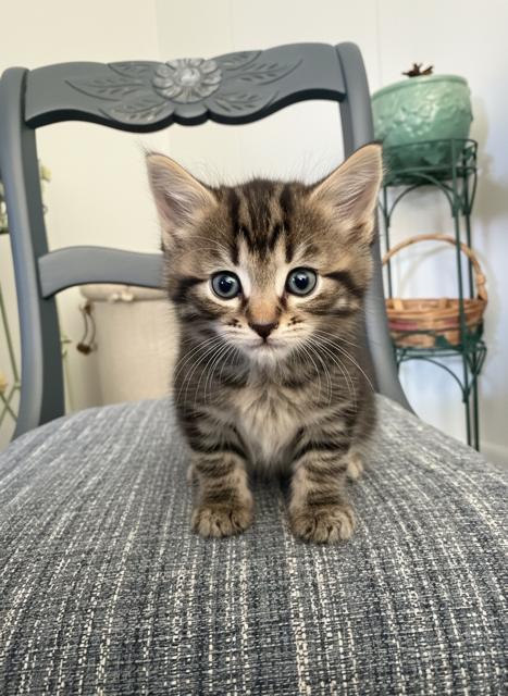 Enlarge Jacee, a ADOPTABLE Domestic Medium Hair in Chisholm, MN image 1/1