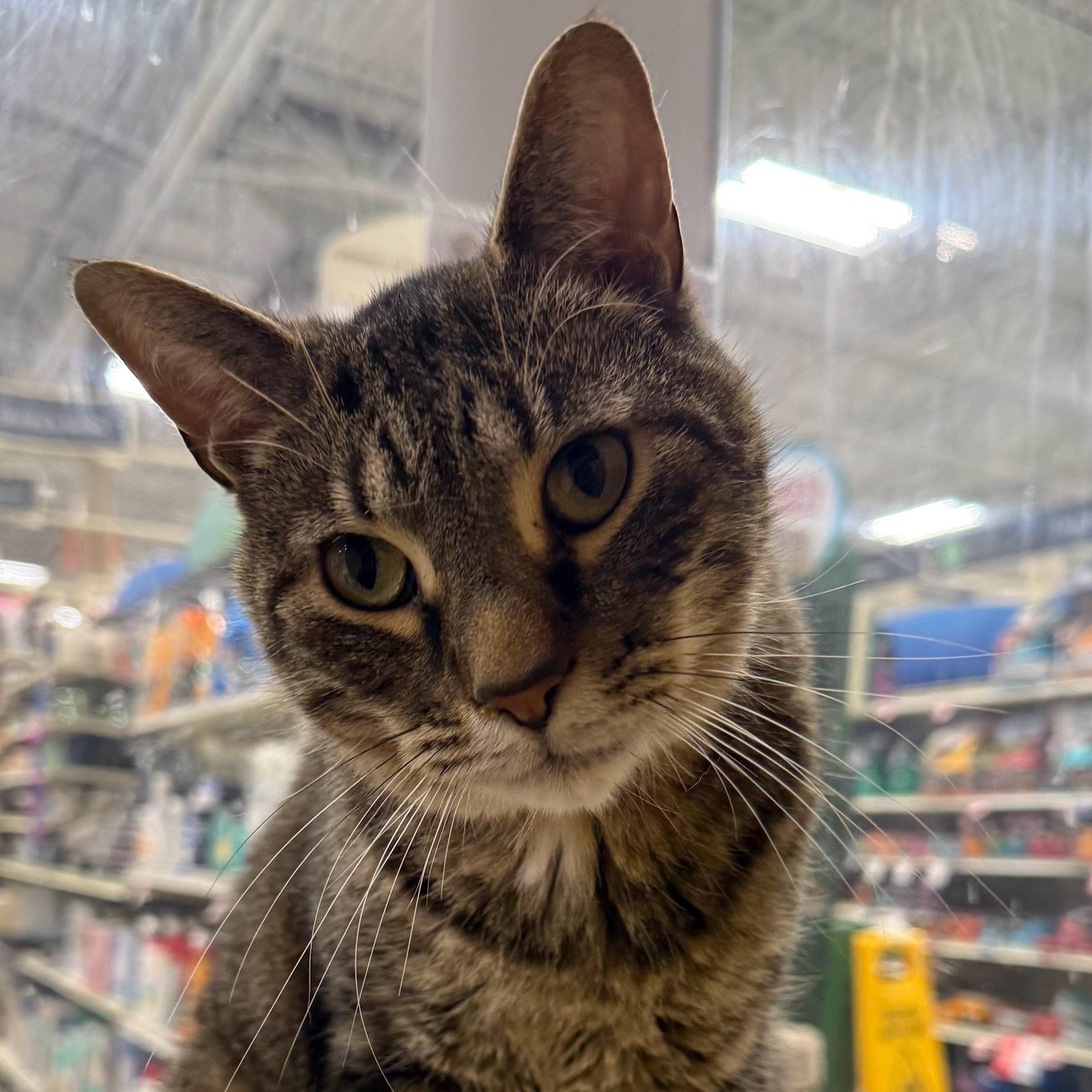 Patch, adopted, Adult Male Domestic Short Hair.