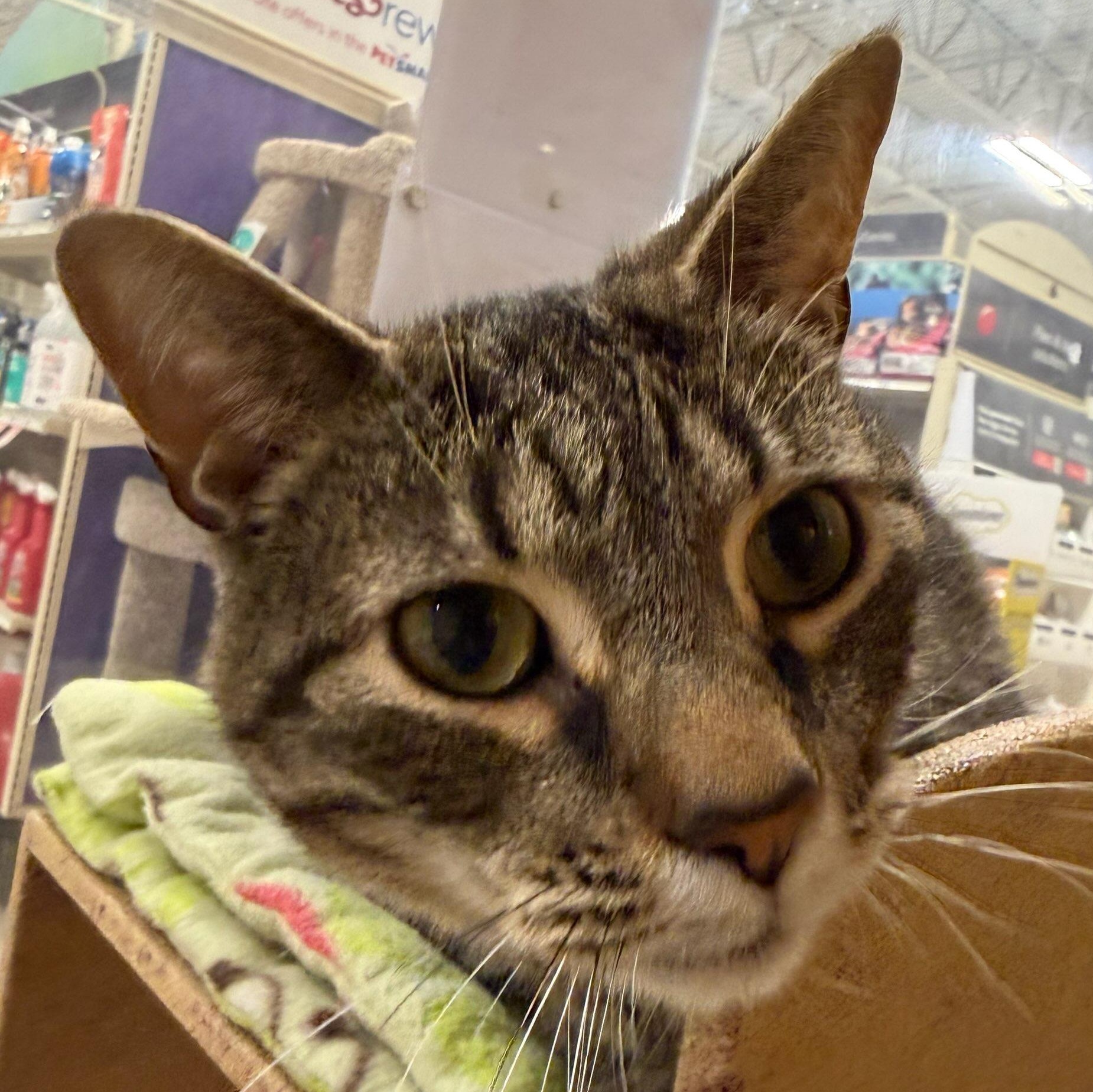 Enlarge Patch, an adopted Domestic Short Hair in Holly, MI image 2/3
