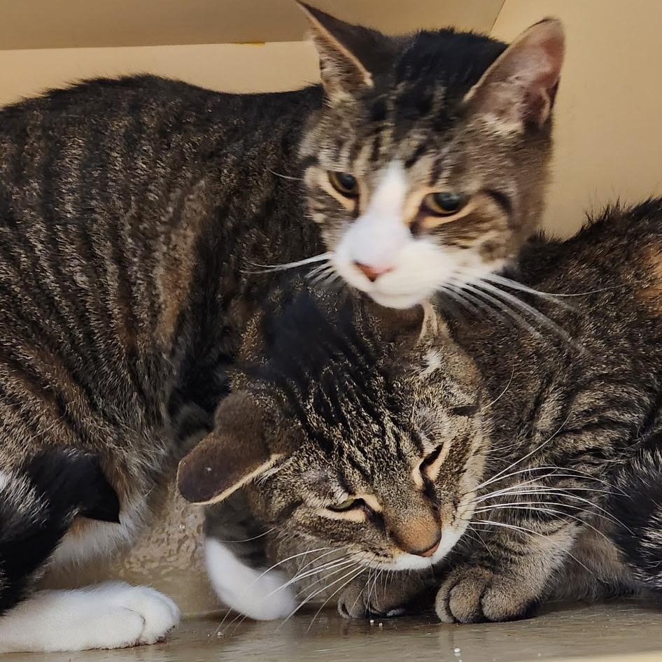 Enlarge Patch, an adopted Domestic Short Hair in Holly, MI image 3/3