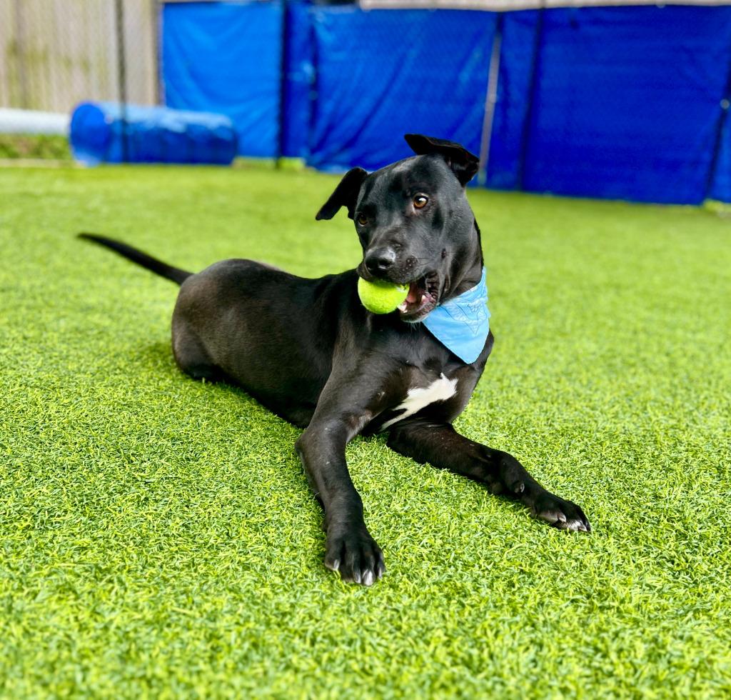 Vinny, Adoptable, Young Male Labrador Retriever & Mixed Breed.