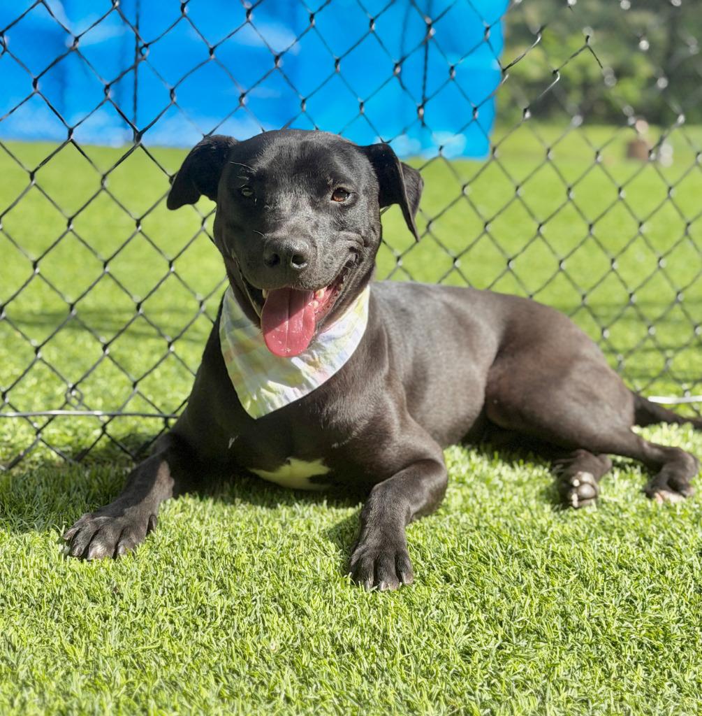 Enlarge Vinny, a Adoptable mixed breed in Ellijay, GA image 1/2