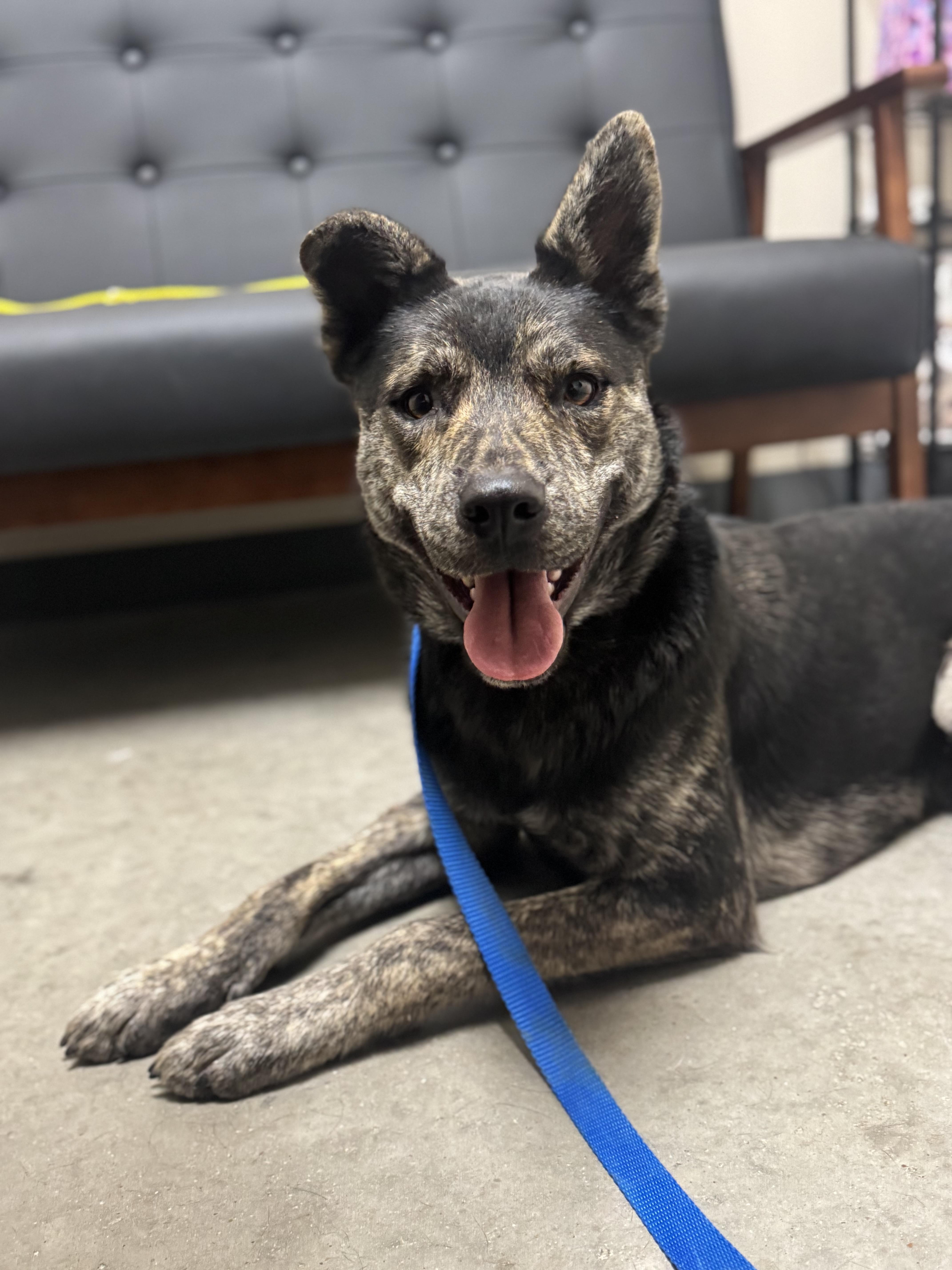 Pinto, Adoptable, Adult Male Dutch Shepherd & Akita.