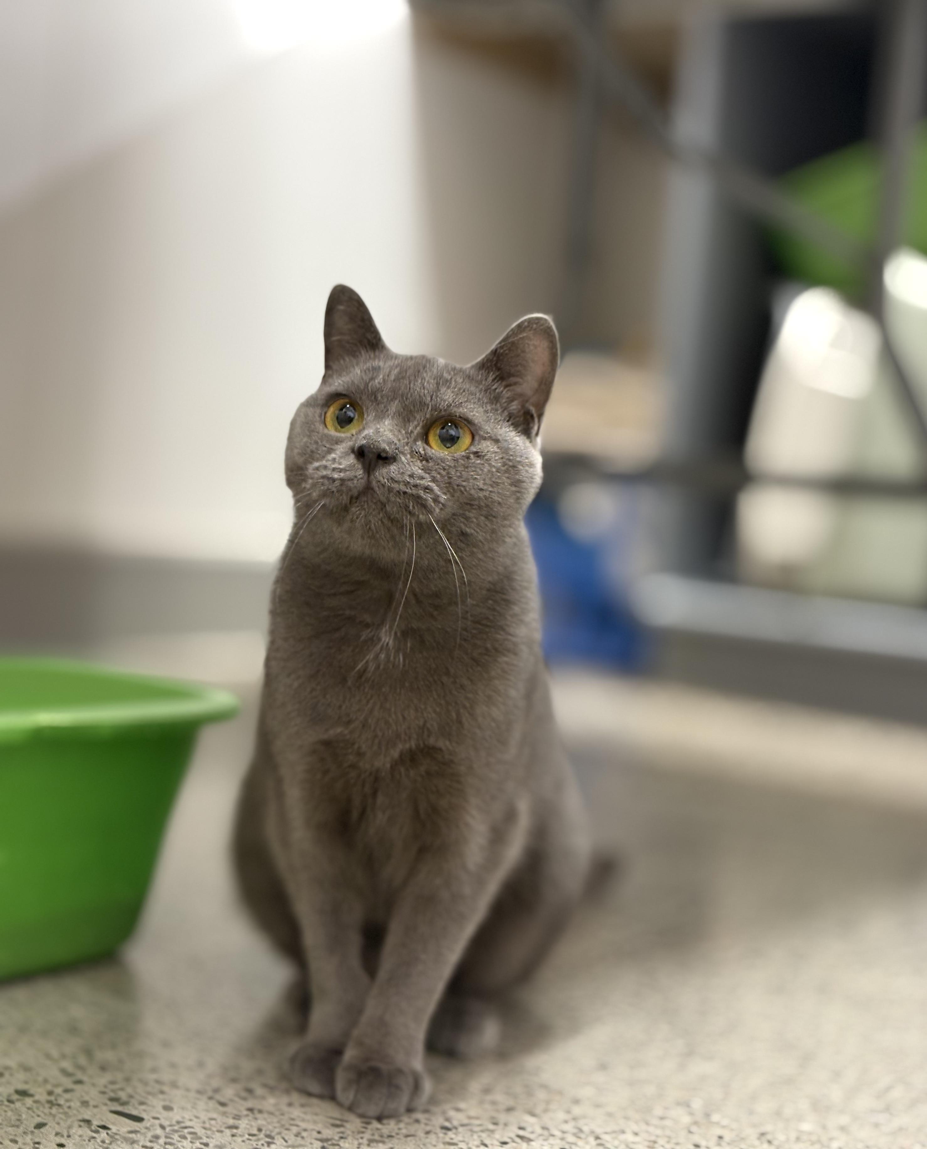 Enlarge Victoria Tea, a Adoptable Domestic Short Hair in Pickering, ON image 2/2