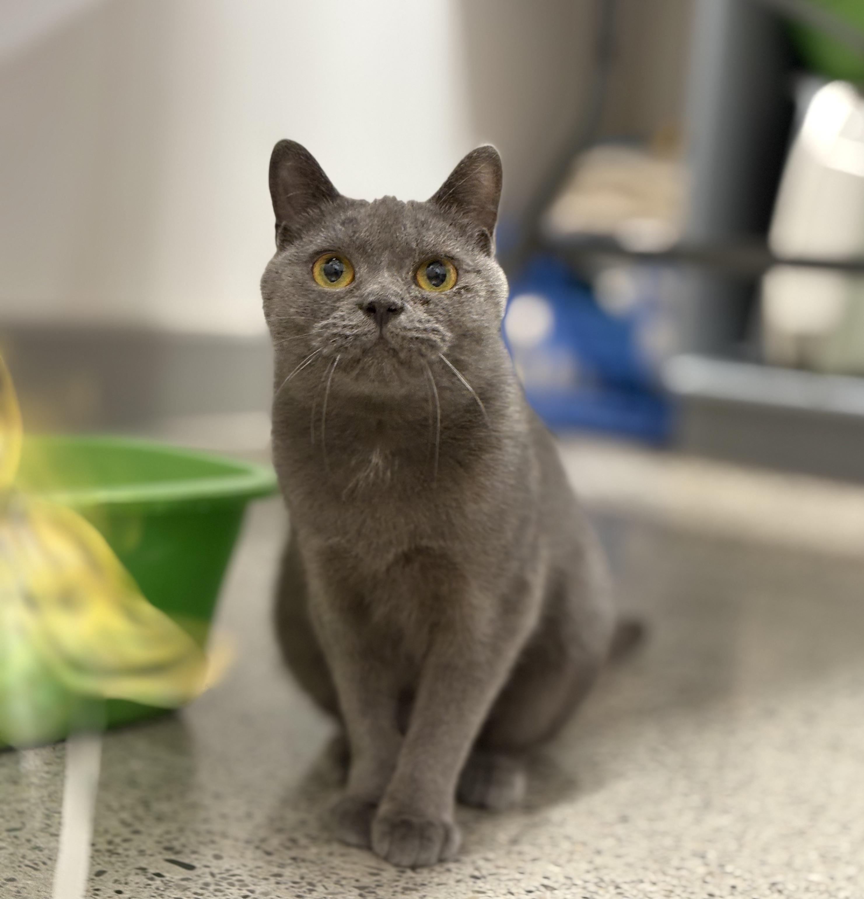 Victoria Tea, Adoptable, Adult Female Domestic Short Hair.