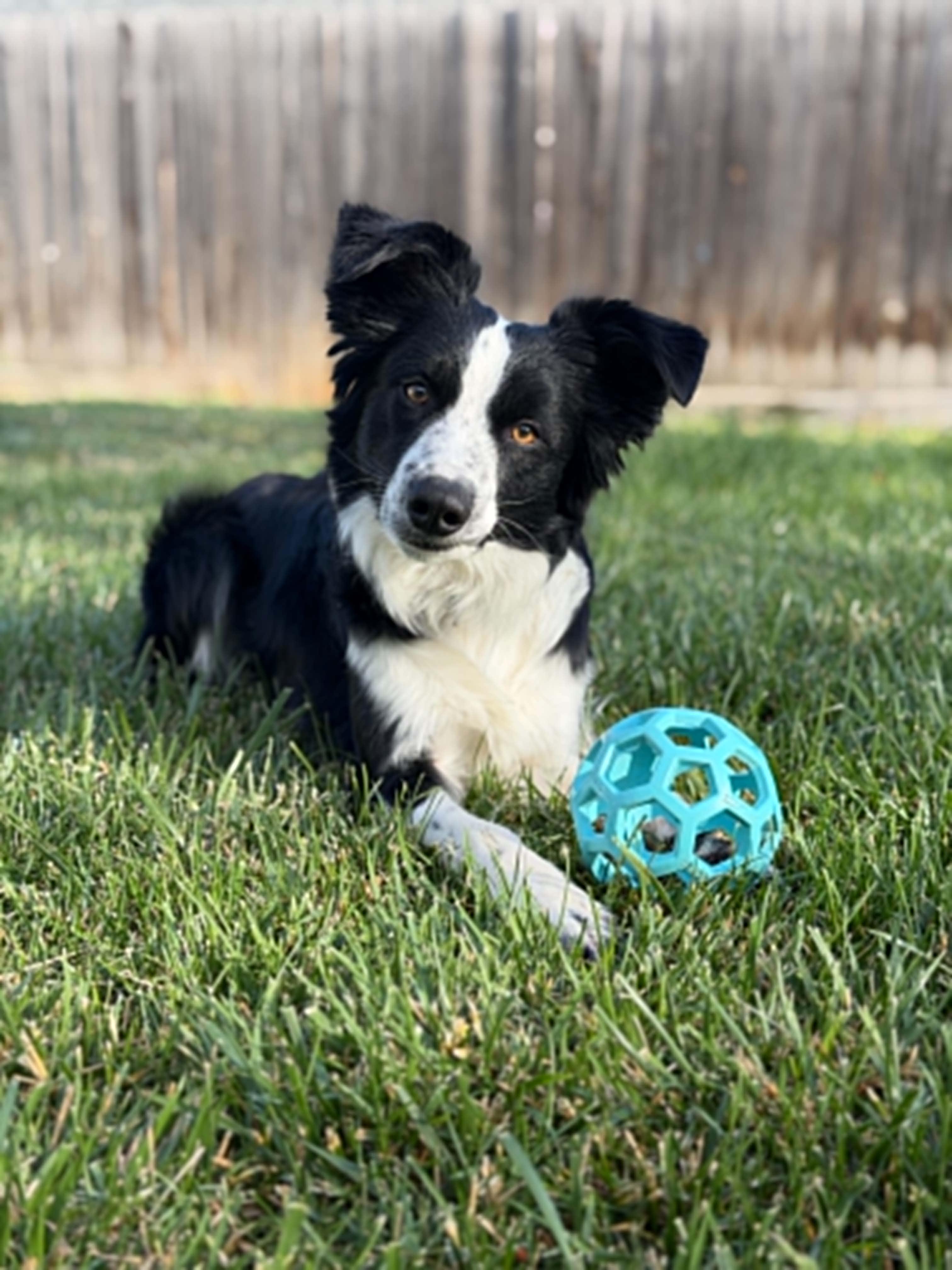 Enlarge ASTRO, a ADOPTABLE mixed breed in Nampa, ID image 1/4
