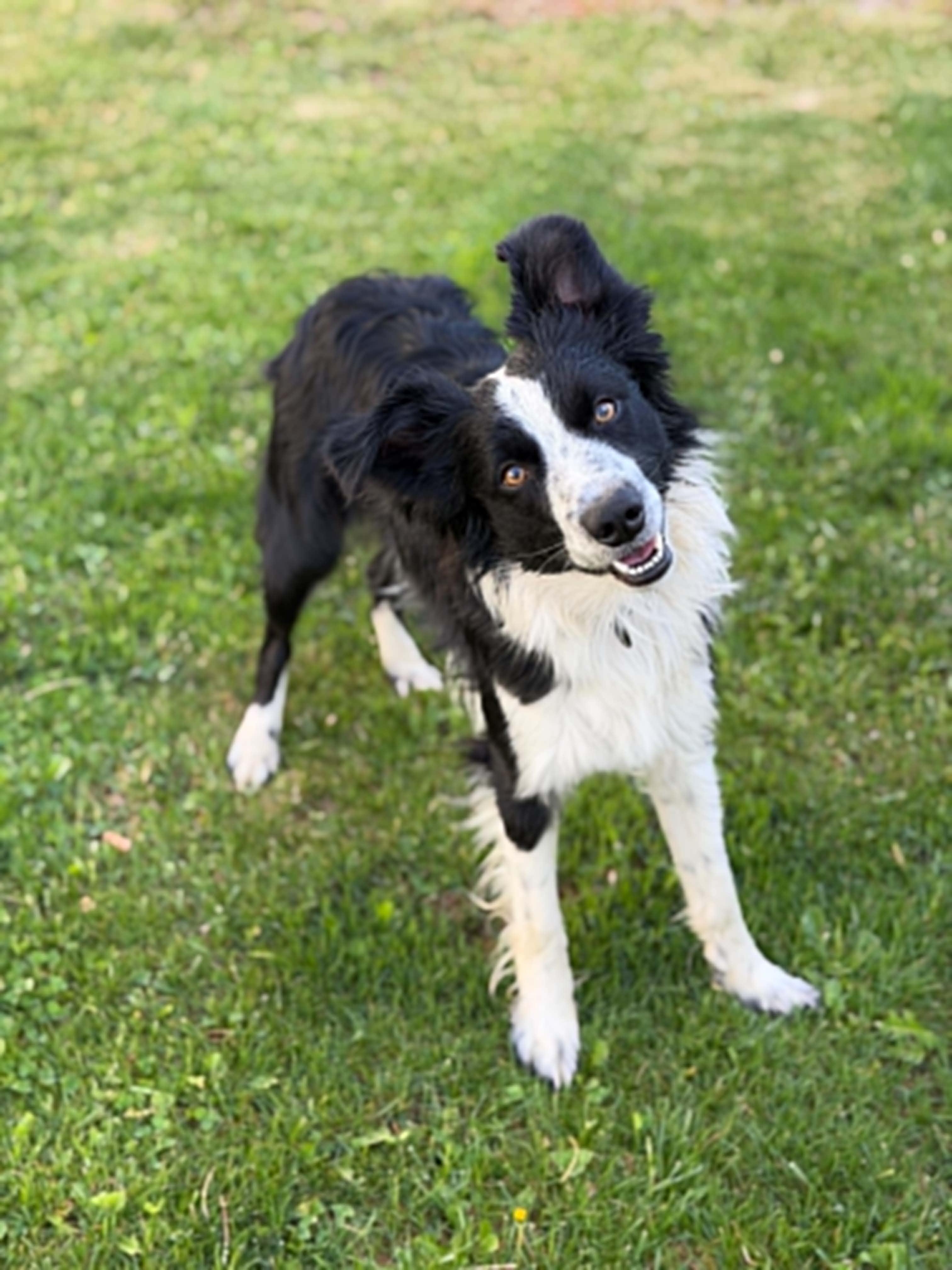 Enlarge ASTRO, a ADOPTABLE mixed breed in Nampa, ID image 3/4