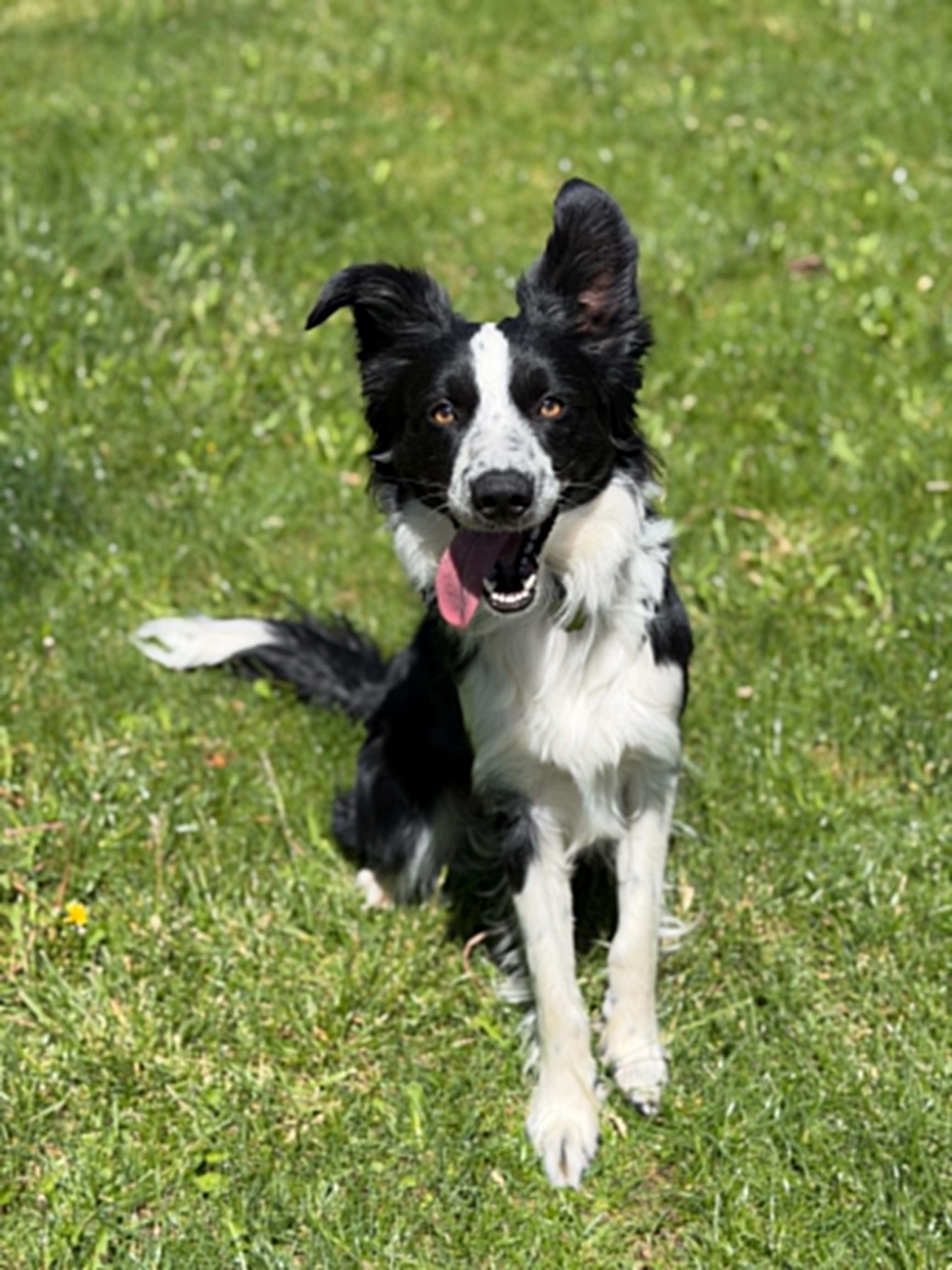 Enlarge ASTRO, a ADOPTABLE mixed breed in Nampa, ID image 4/4