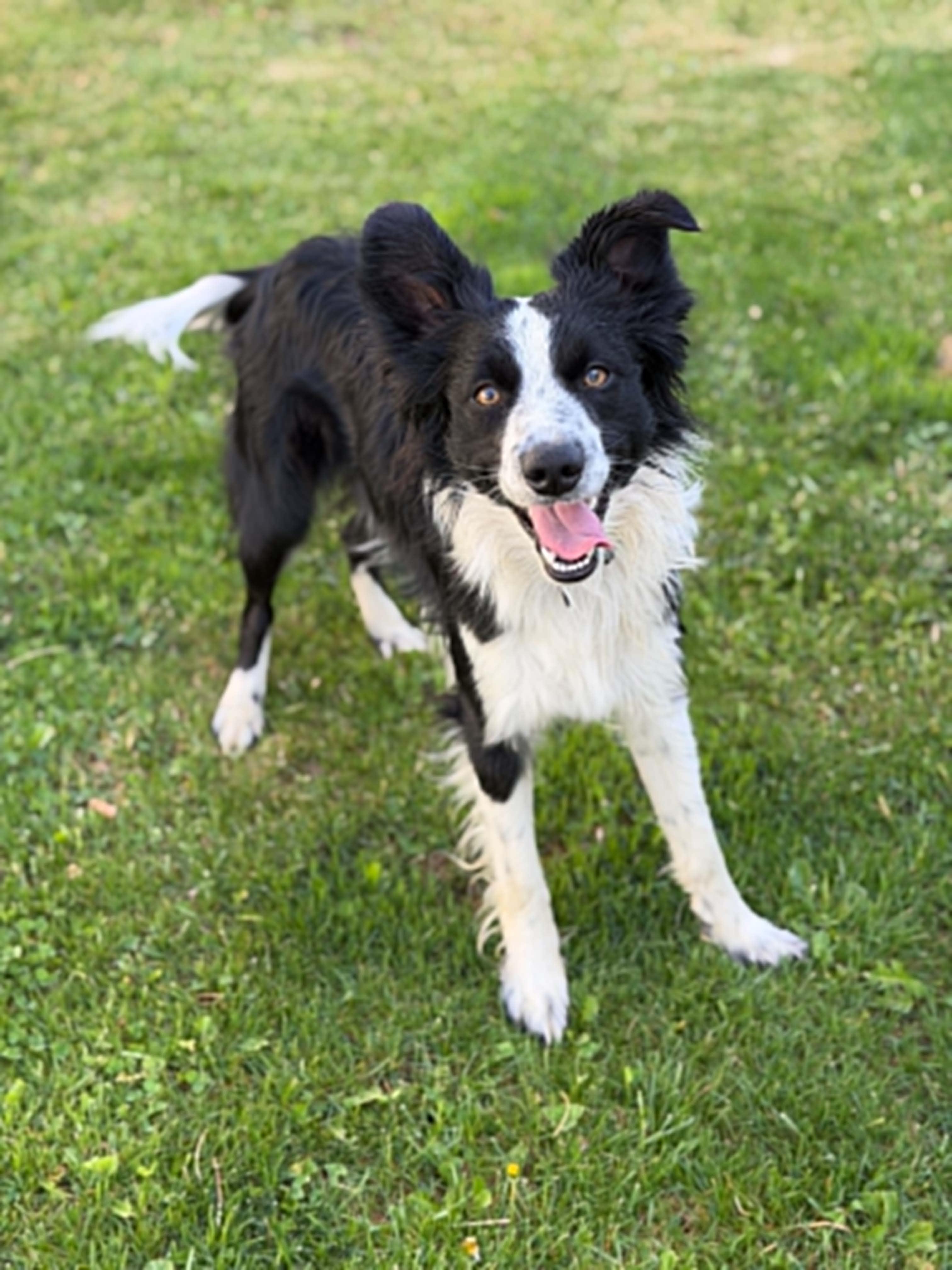 Enlarge ASTRO, a ADOPTABLE mixed breed in Nampa, ID image 2/4