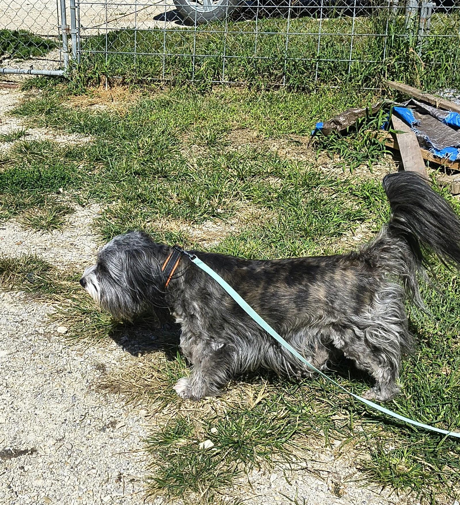 Enlarge Bobby, a Adoptable mixed breed in Stover, MO image 2/2