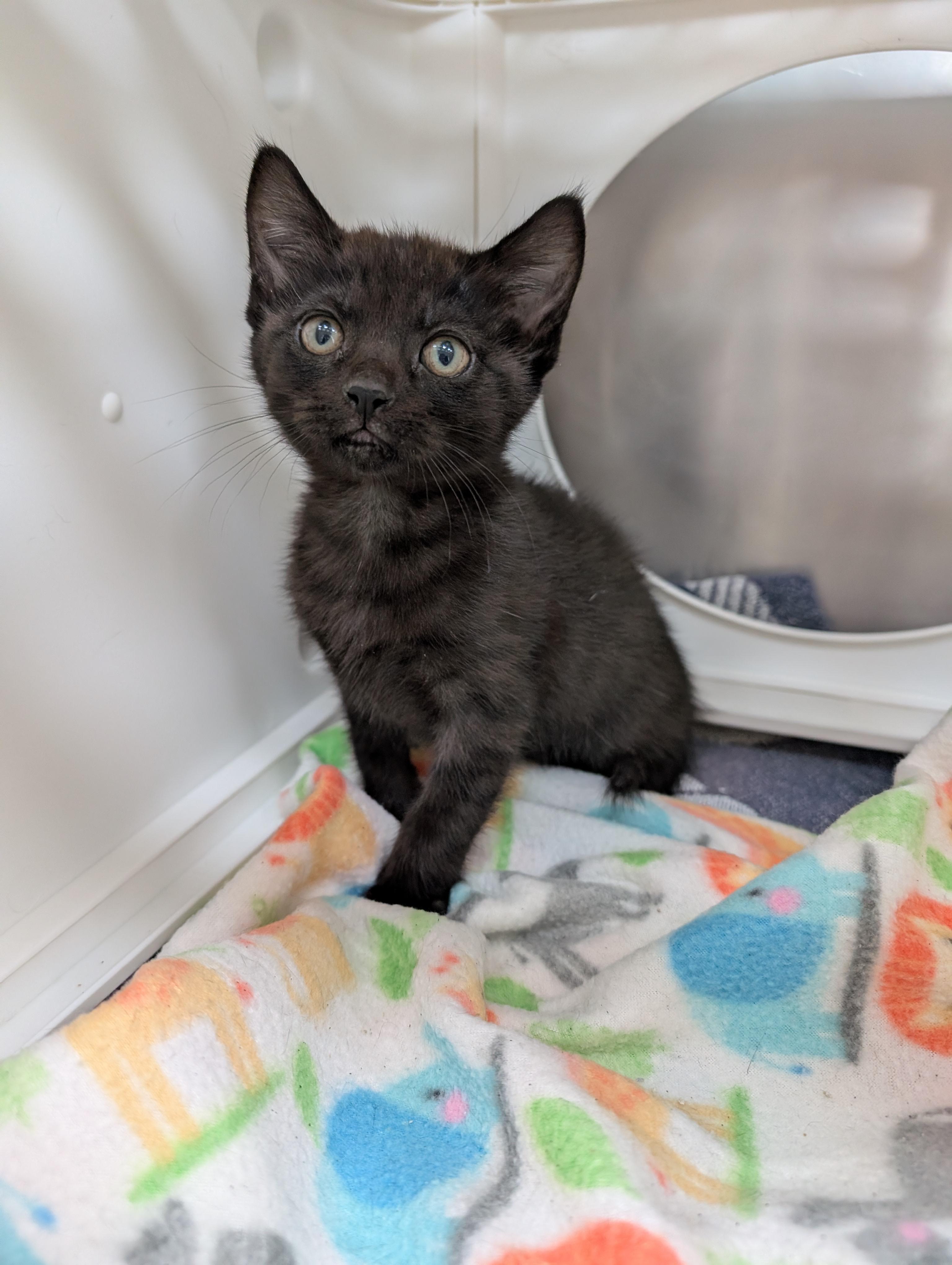 Enlarge Lucille LaRusso, an adopted Domestic Short Hair in Beaverton, OR image 1/1