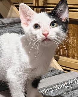 Ying-Yang, a Adoptable Domestic Short Hair in Saugerties, NY image 1/3