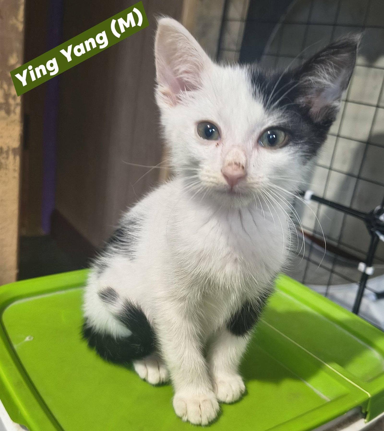 Ying-Yang, a Adoptable Domestic Short Hair in Saugerties, NY image 2/3