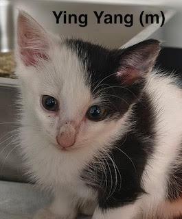 Ying-Yang, a Adoptable Domestic Short Hair in Saugerties, NY image 3/3