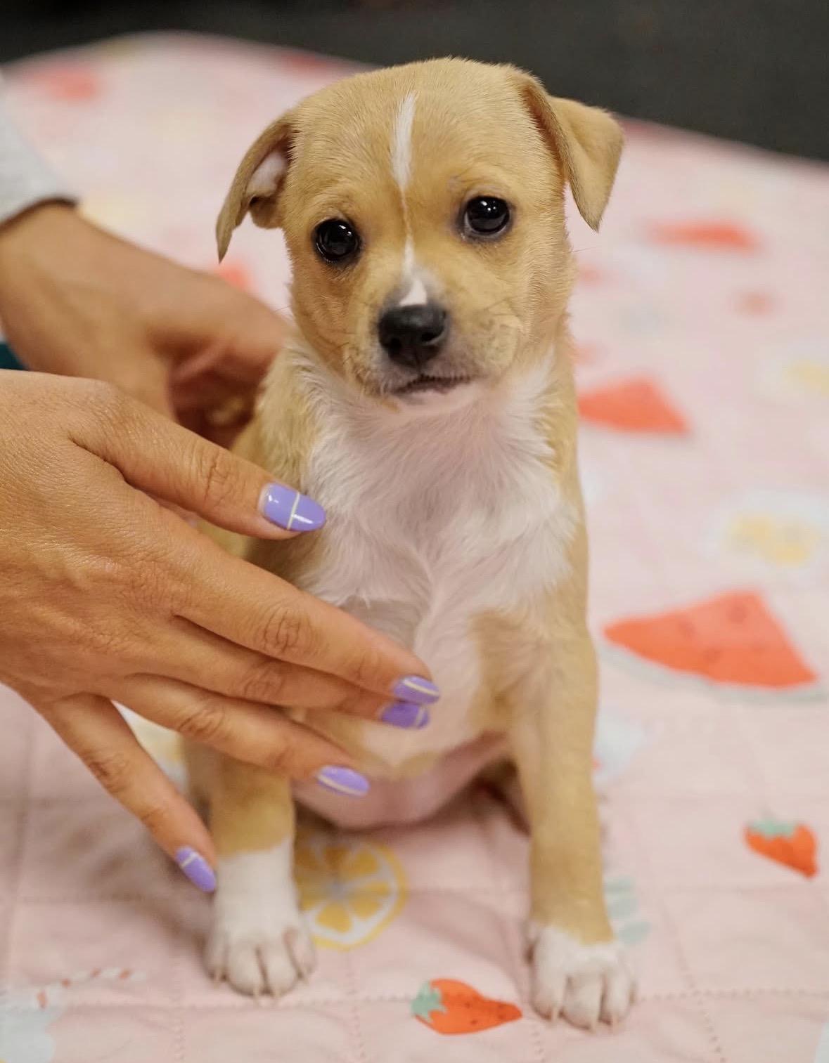 Kirsten, Adoptable, Puppy Female Terrier.