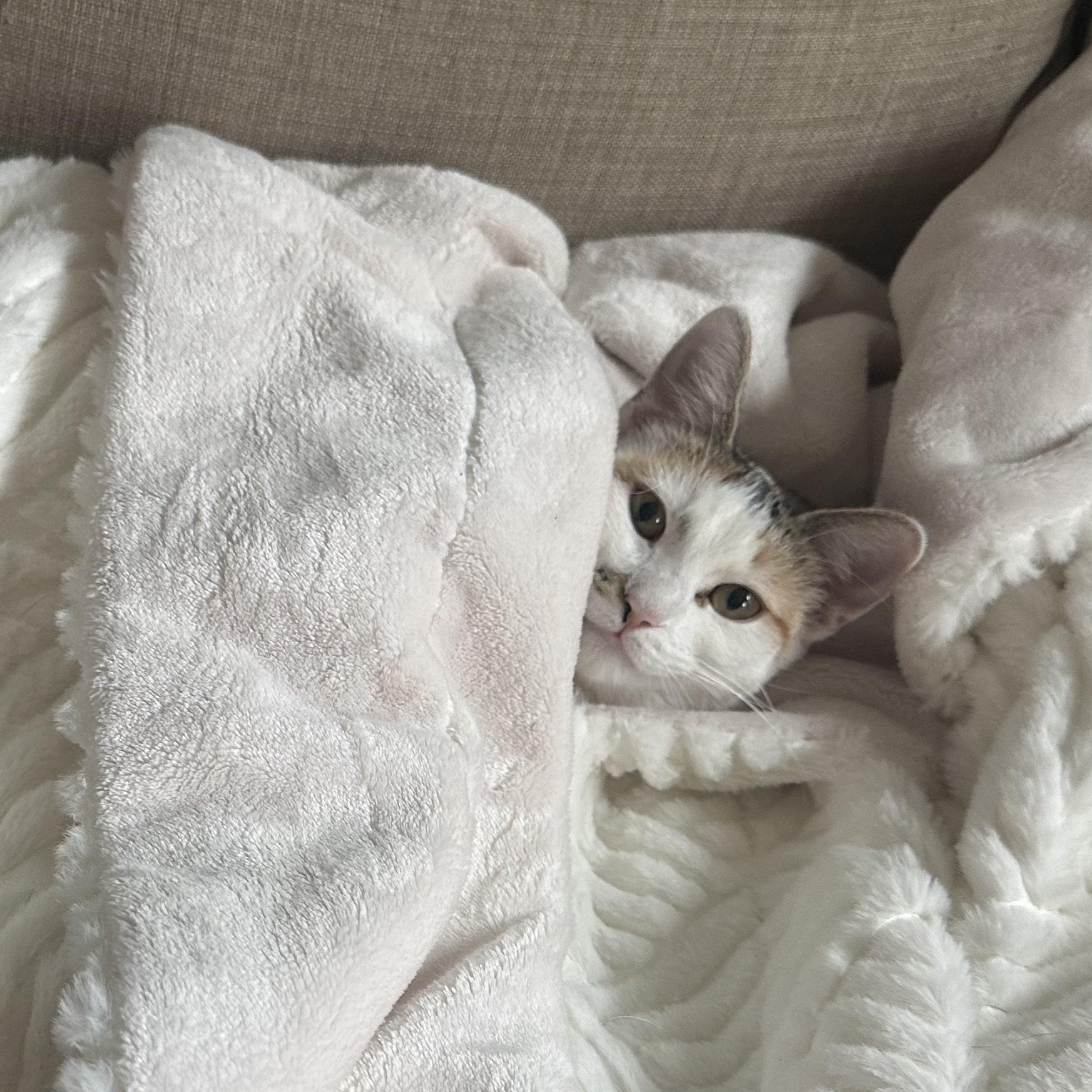 Mini and Bebe INDOOR ONLY, Adoptable, Kitten Female Domestic Short Hair.