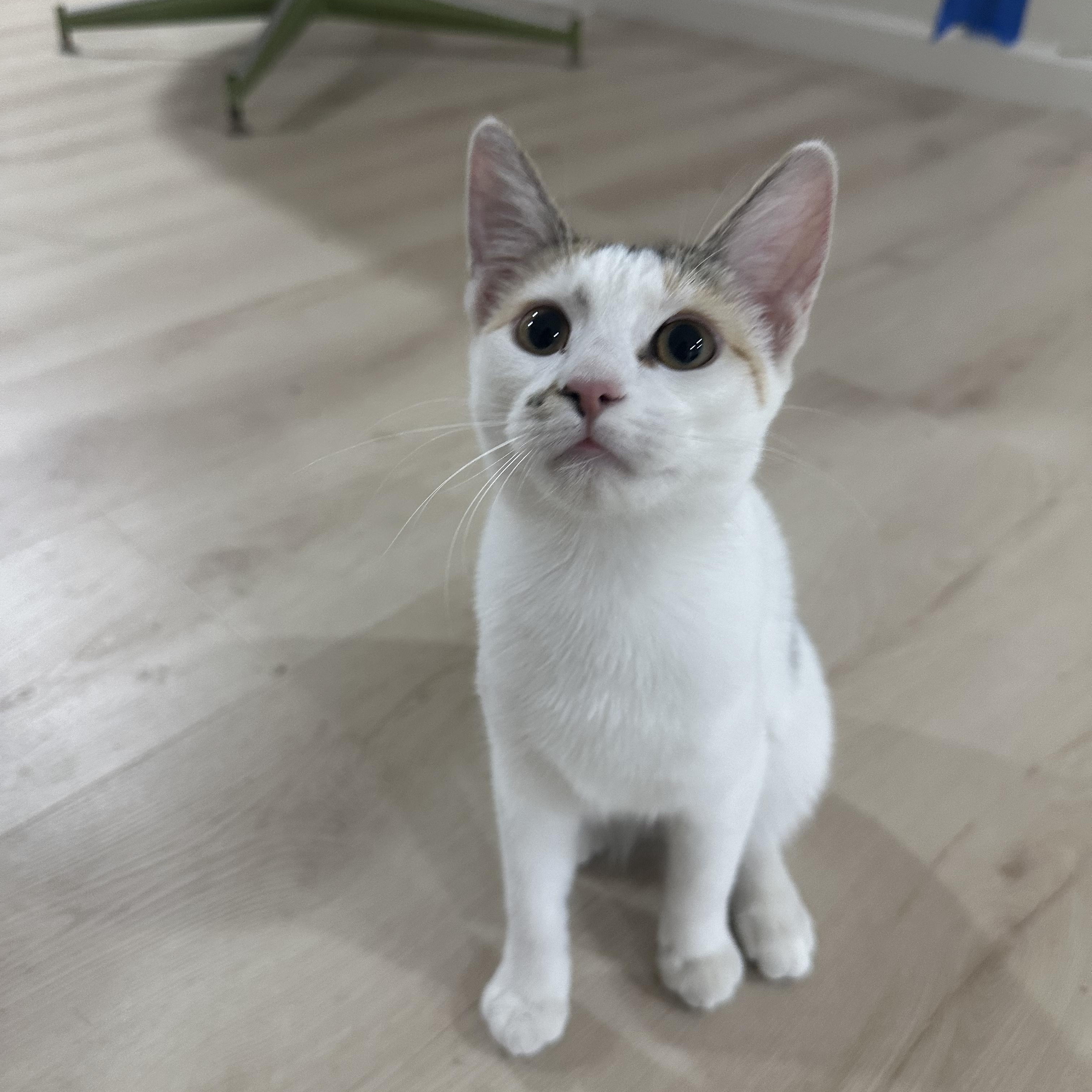 Mini and Bebe INDOOR ONLY — thumbnail 3