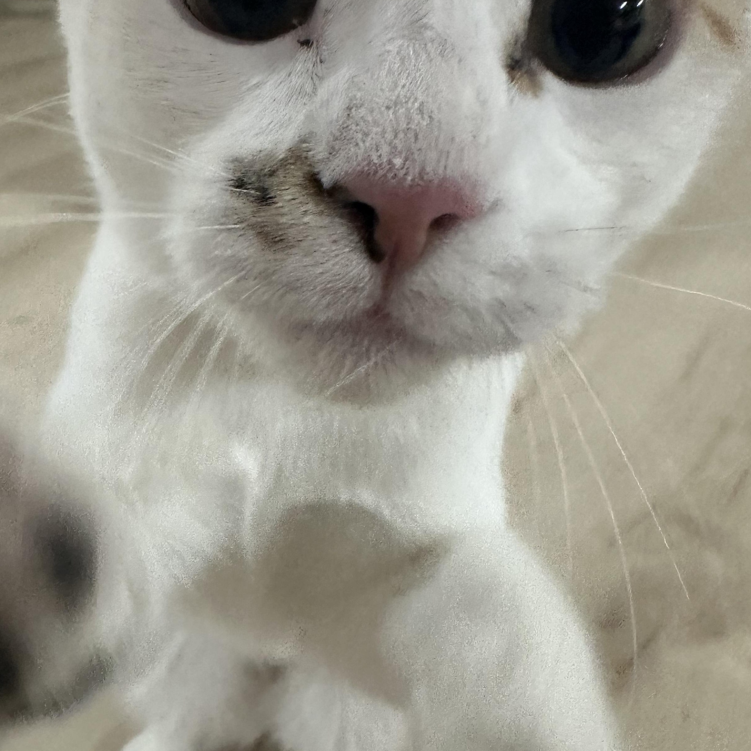 Mini and Bebe INDOOR ONLY, a Adoptable mixed breed in Stockton, CA image 4/6