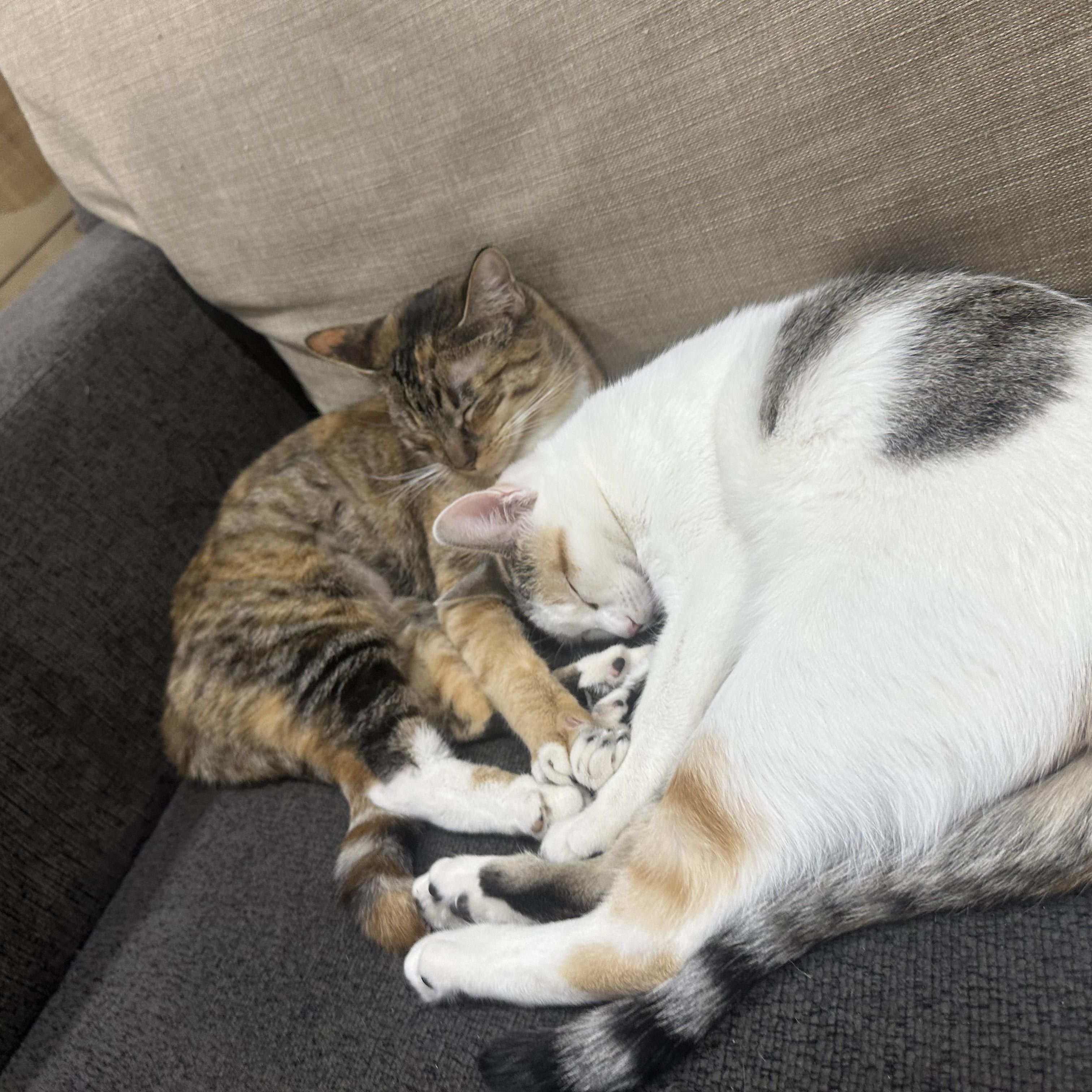 Mini and Bebe INDOOR ONLY, a Adoptable mixed breed in Stockton, CA image 5/6