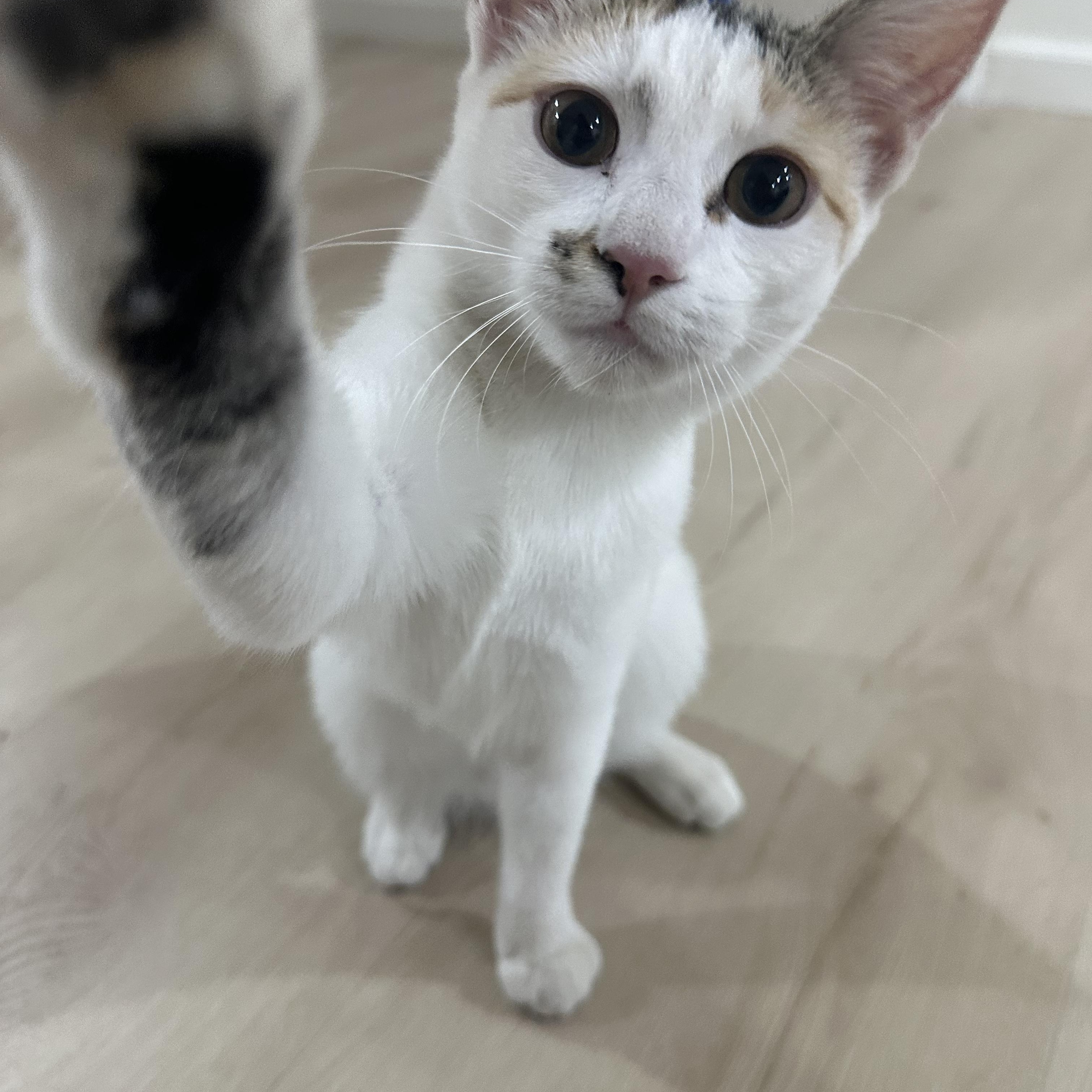 Mini and Bebe INDOOR ONLY — thumbnail 6