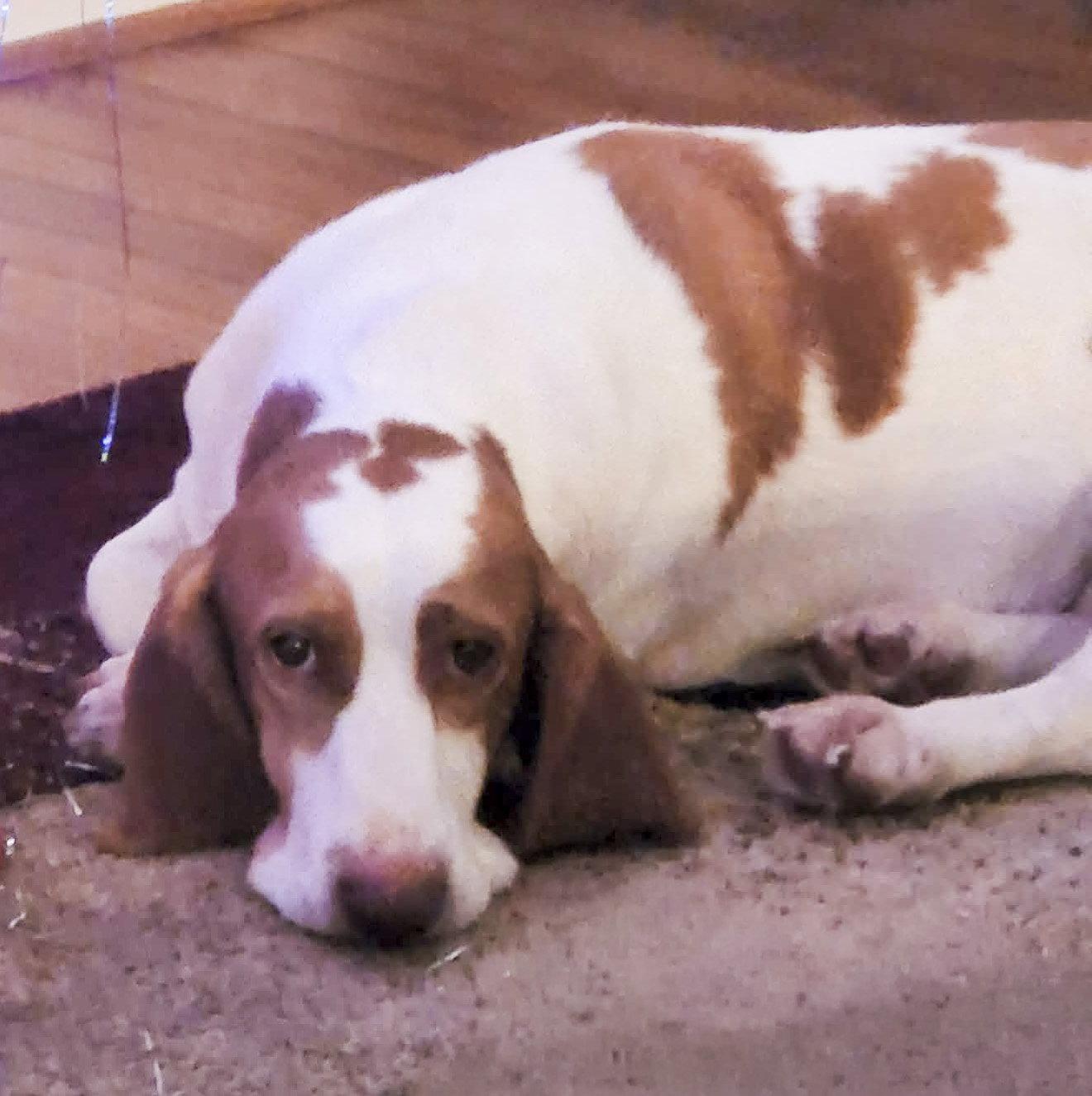 Enlarge EVIE, a Adoptable Basset Hound in Mays Landing, NJ image 1/3
