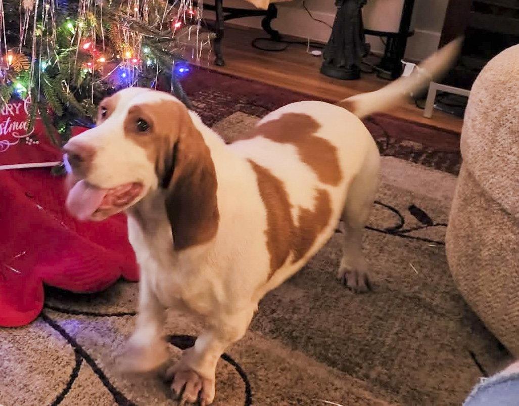 Enlarge EVIE, a Adoptable Basset Hound in Mays Landing, NJ image 2/3