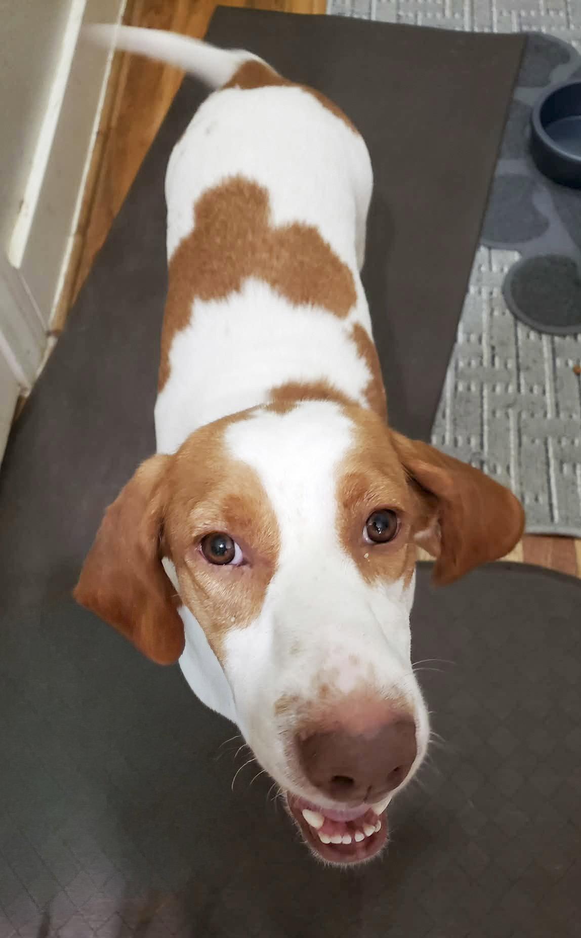 Enlarge EVIE, a Adoptable Basset Hound in Mays Landing, NJ image 3/3
