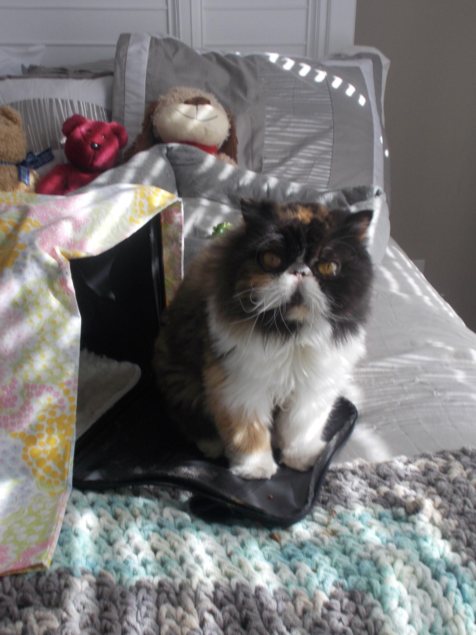 Enlarge Maggie, a Adopted Persian in Naples, FL image 1/1