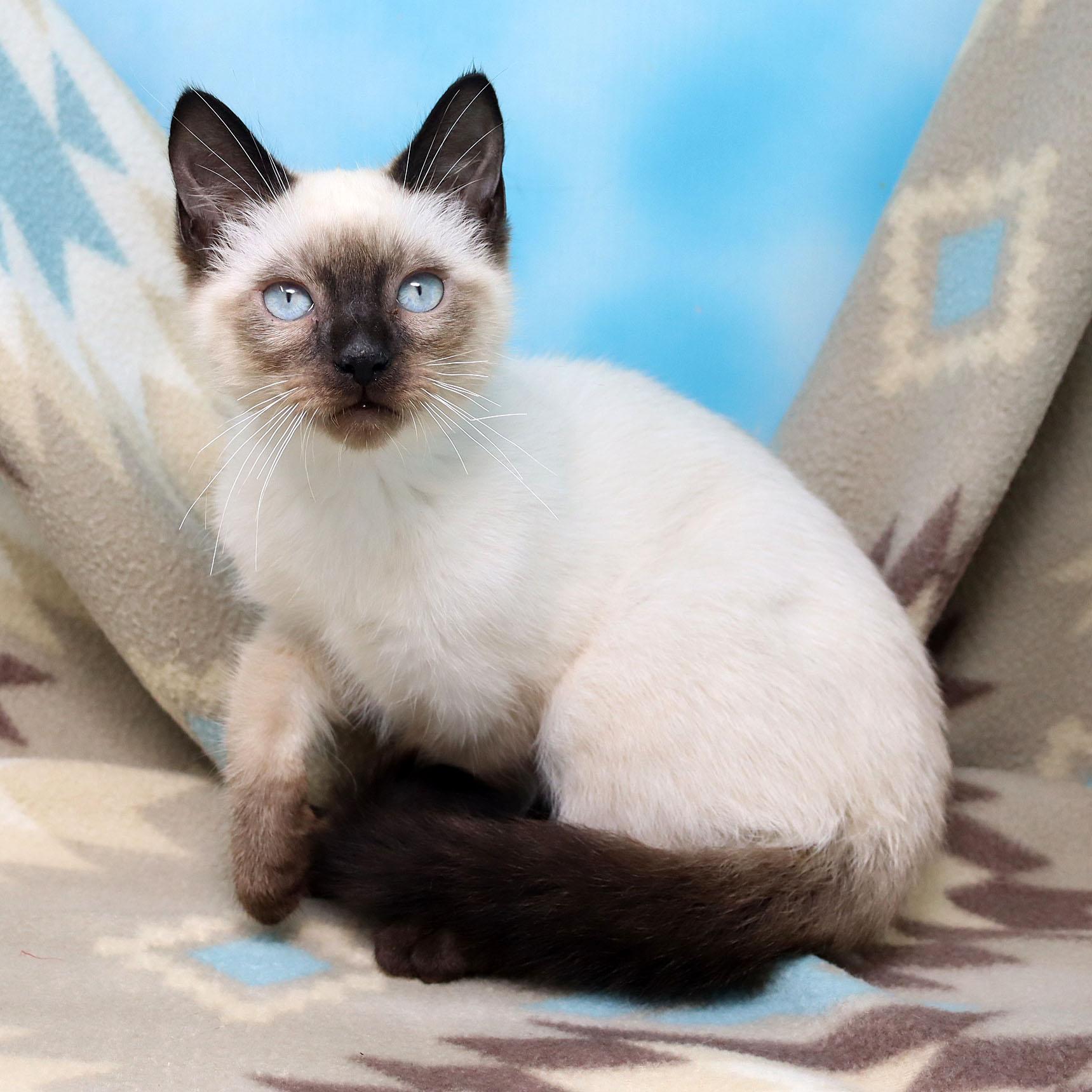 Ravi, an adopted mixed breed in Tierra Verde, FL image 3/3
