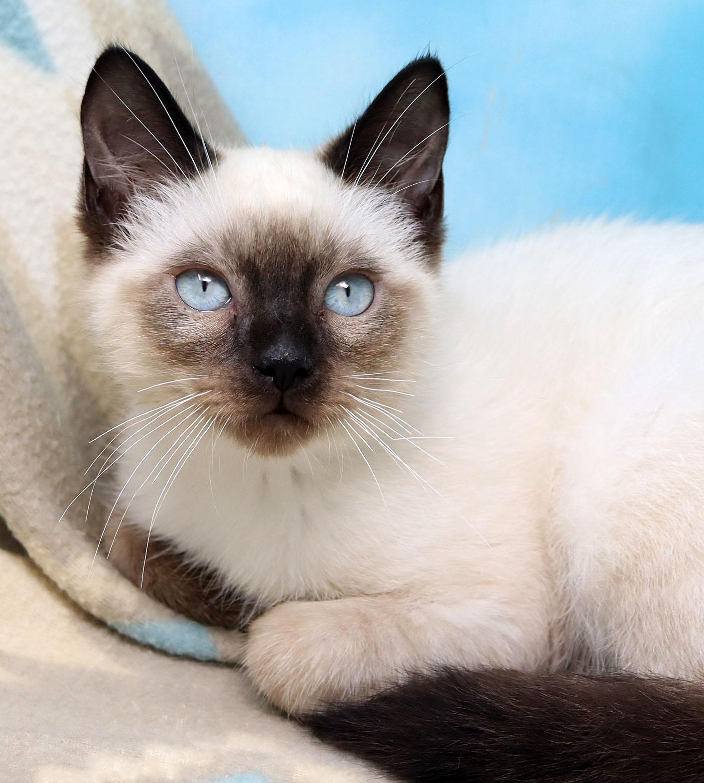 Ravi, adopted, Kitten Male Siamese.
